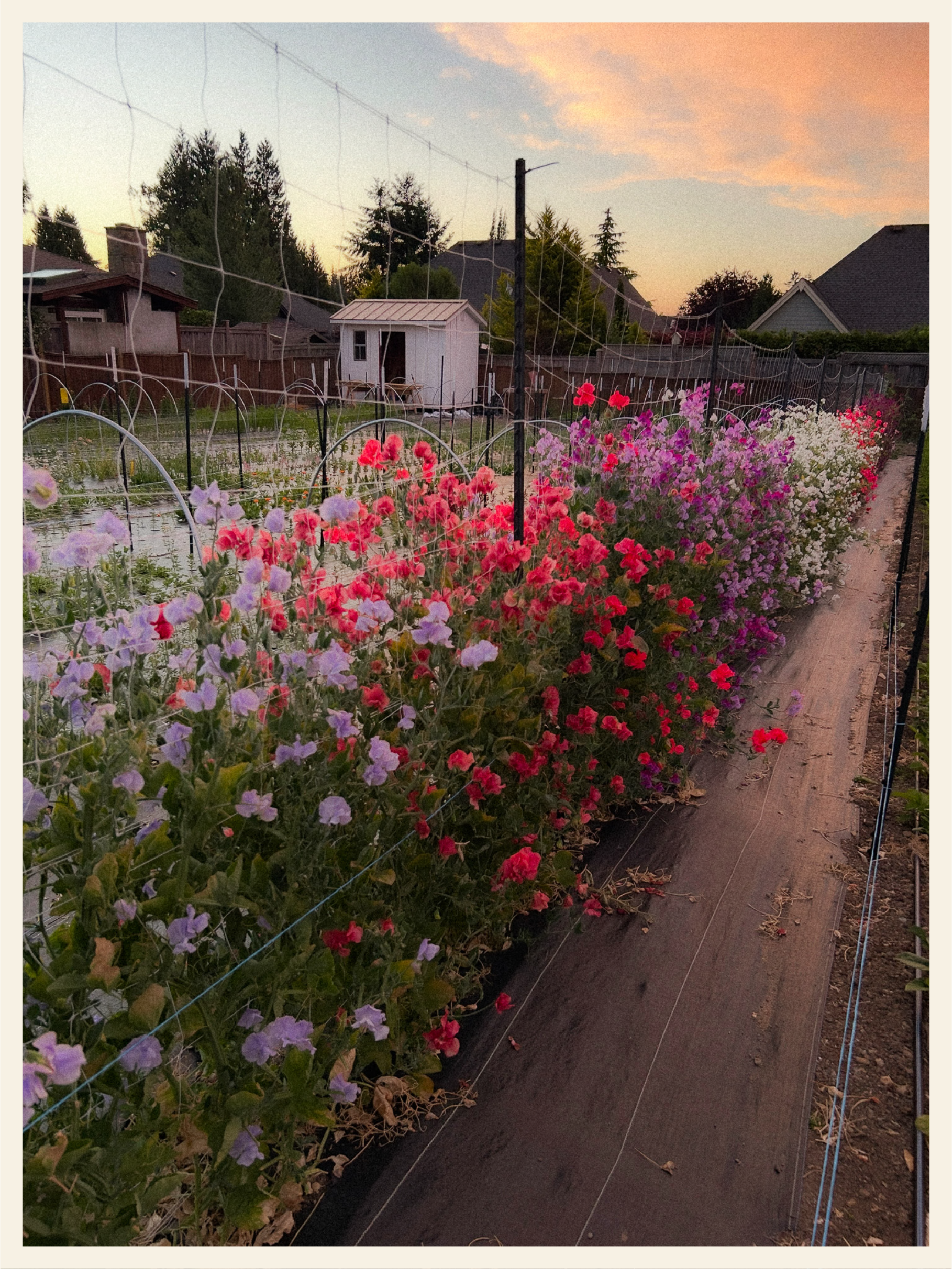 A backyard garden at sunset with flowering plants along a pathway and a small white shed in the background, surrounded by a wooden fence.