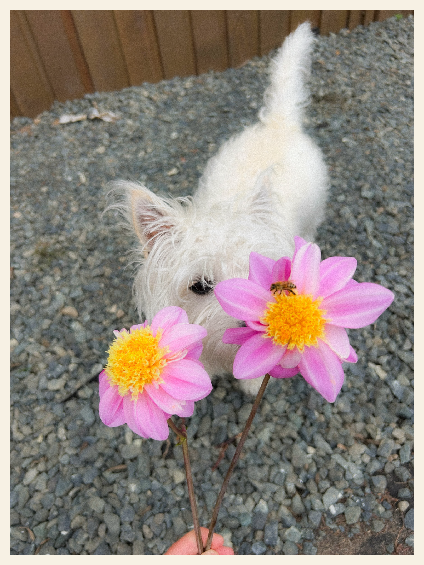 A person holding a pink flower with a yellow center, and a bee on the flower, with dog, grass, and a wooden fence in the background.