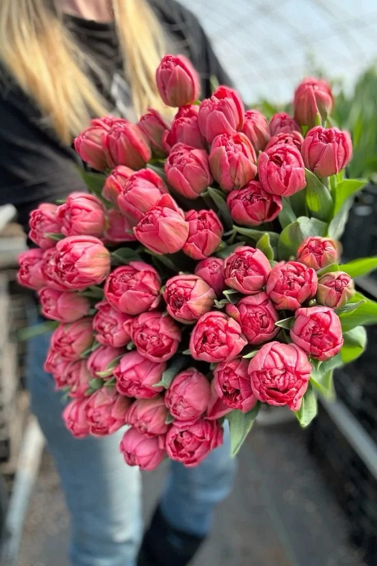 Tulip Taiwan