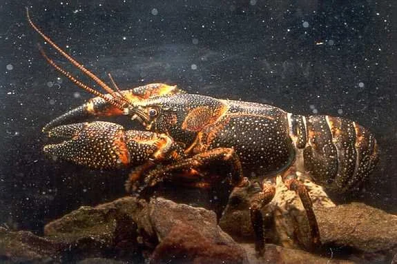 A Shasta crayfish with a black carapace, white speckles, and brilliant orange grooves