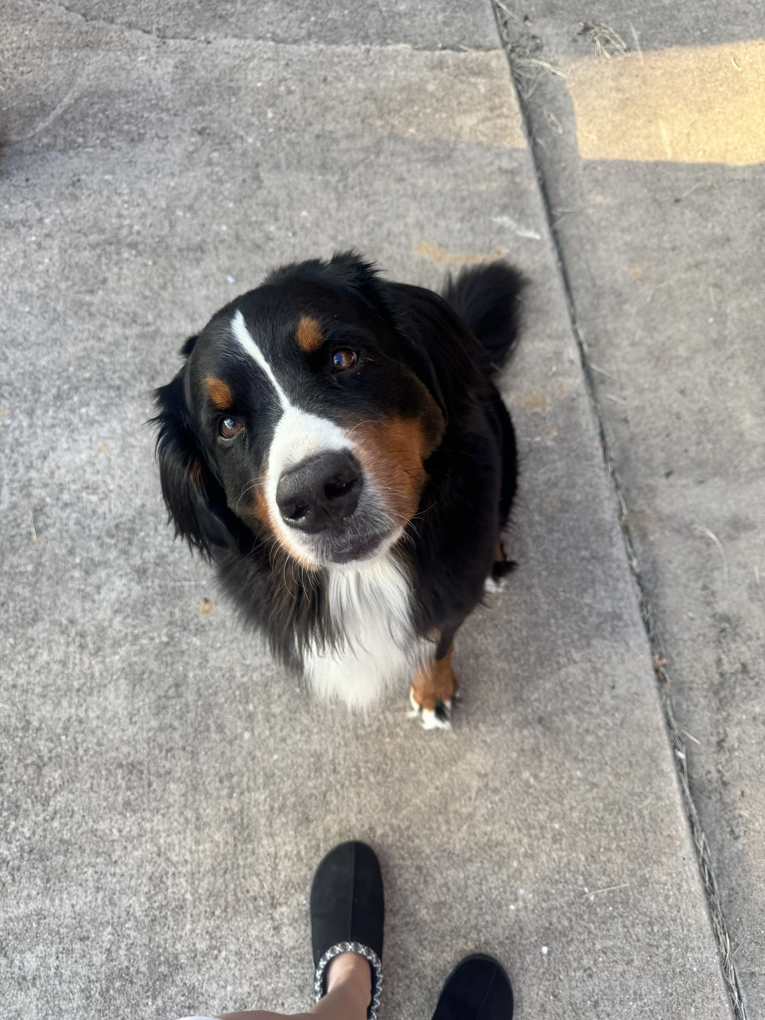 A black, brown, and white dog looking up at the camera while standing on a concrete sidewalk. Person wearing cuffed black shoes and a woman wearing black and white shoes are visible from the shoes down. There are patches of sunlight on the sidewalk.