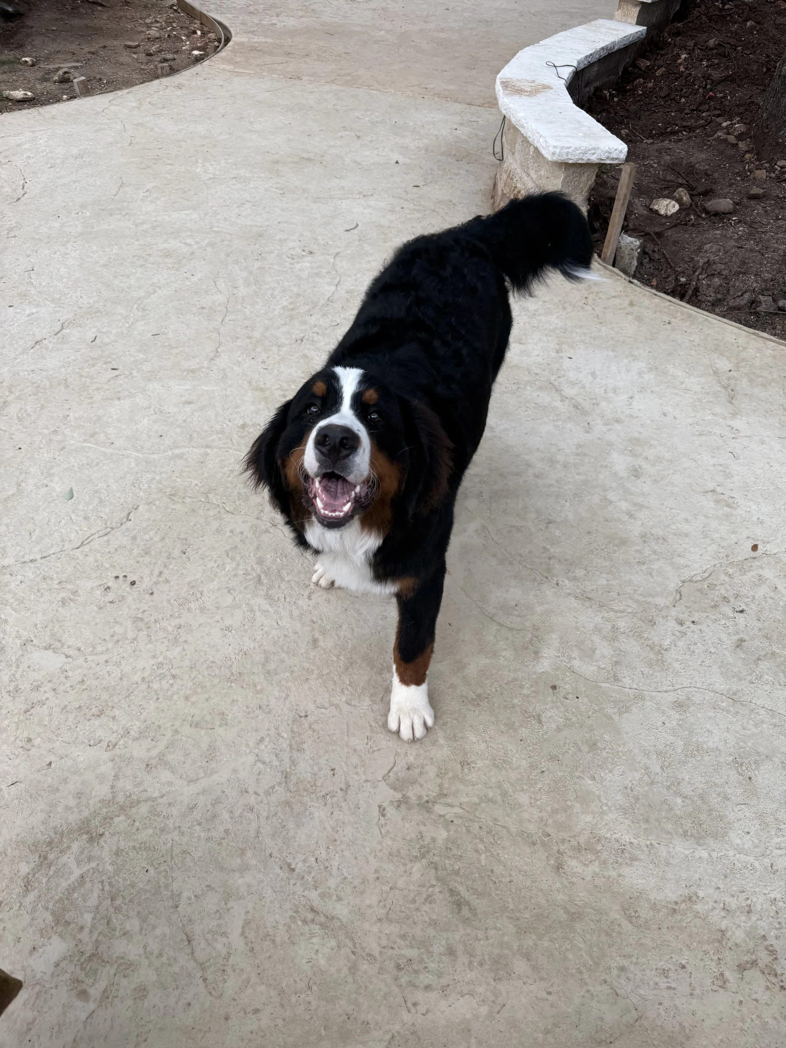 A happy Bernese Mountain Dog standing on a concrete pavement, looking at the camera with its mouth open.