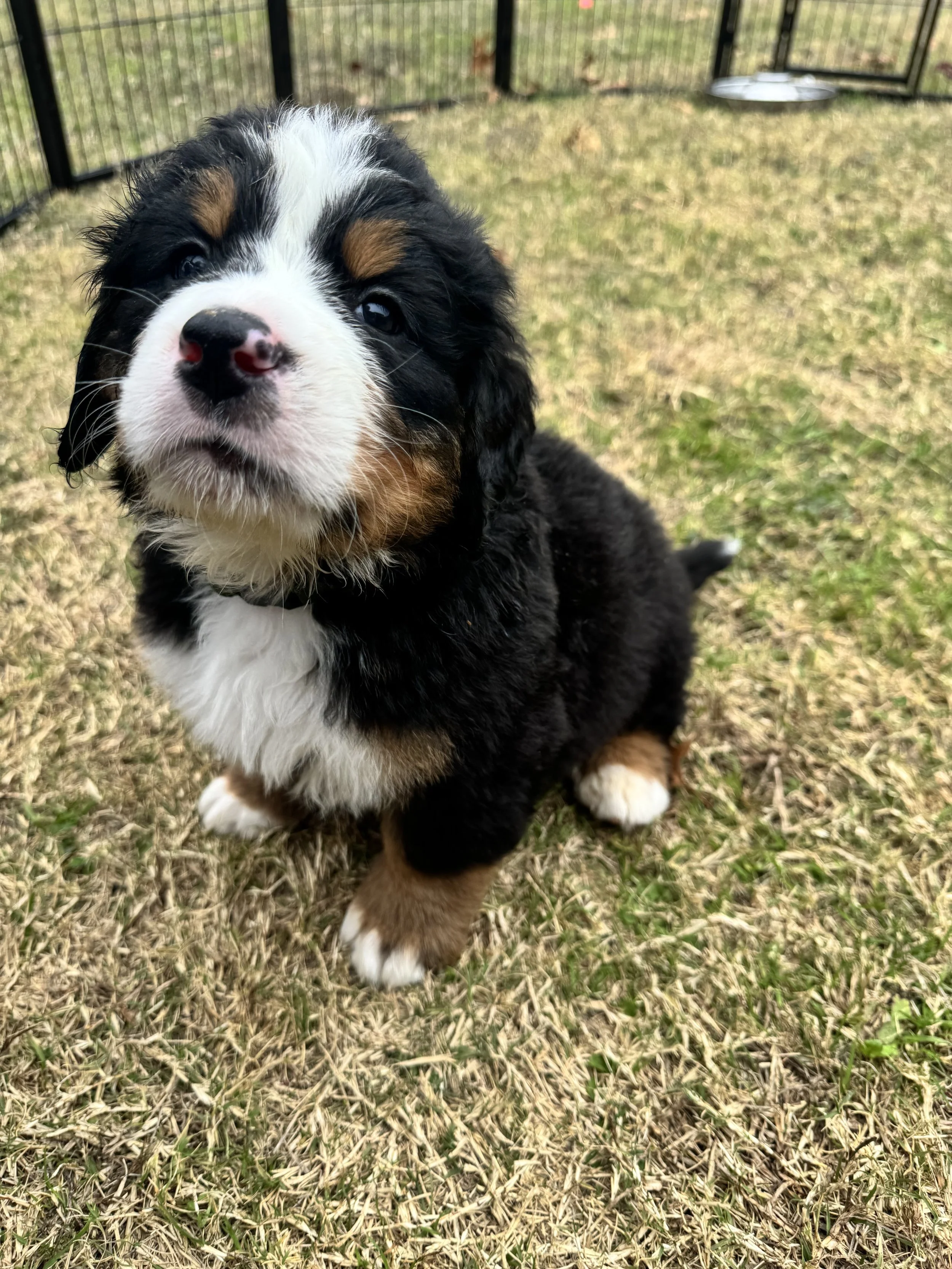 A cute Bernese Mountain Dog puppy sitting on grass, looking up at the camera, with a metal fence and yard in the background.