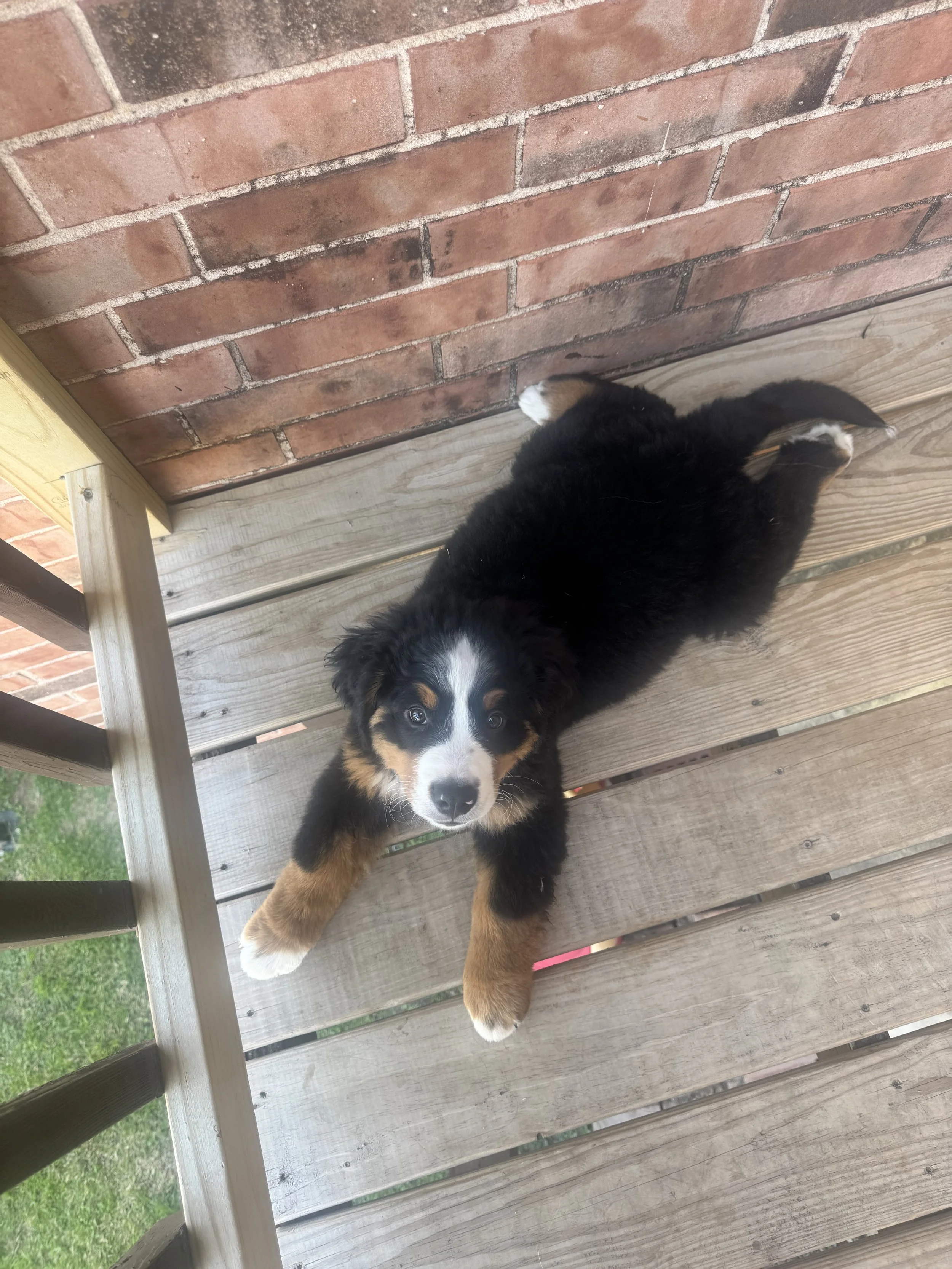 A Bernese Mountain Dog puppy lying on a wooden deck, looking up at the camera with a friendly expression.