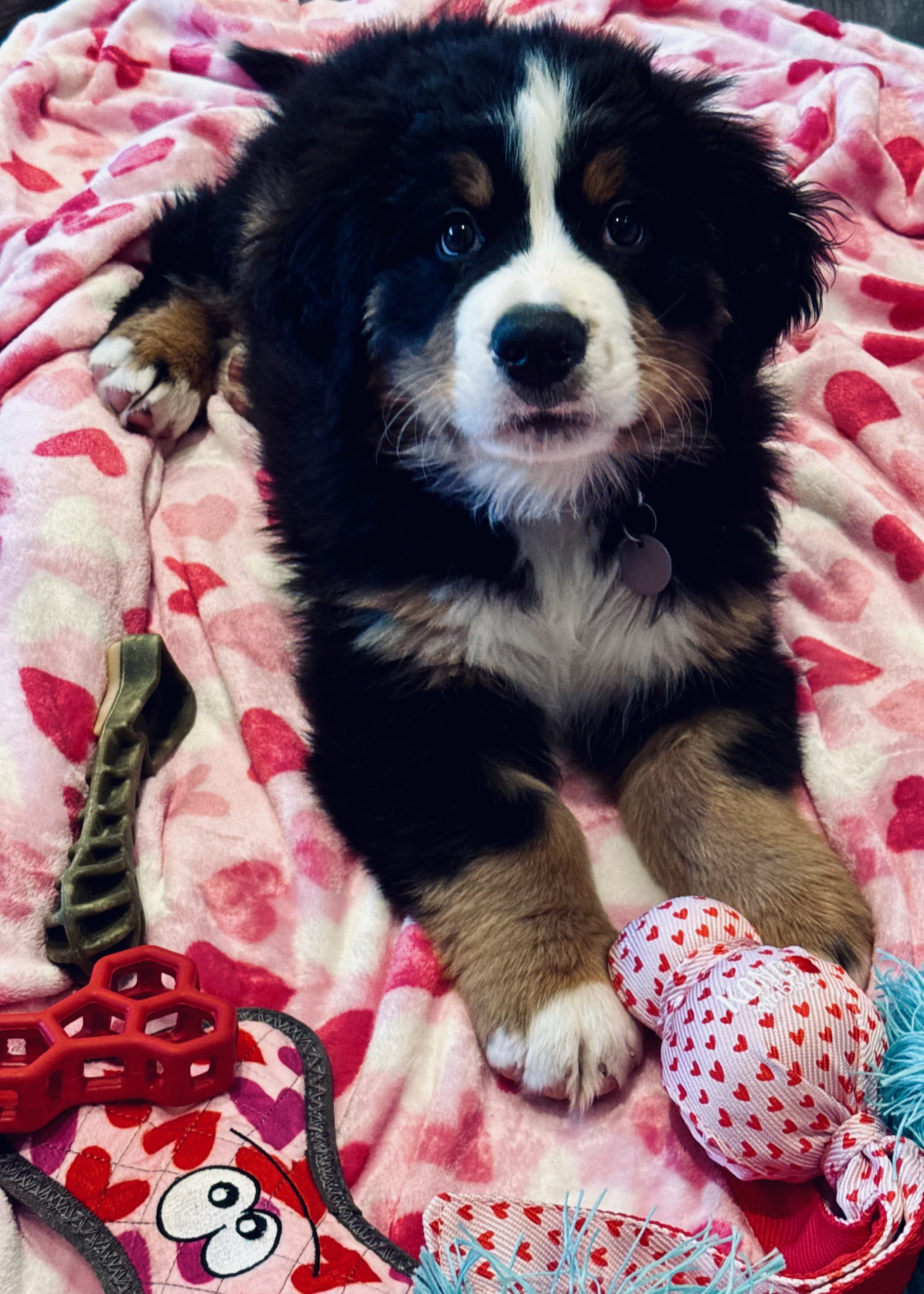 A cute, fluffy Bernese Mountain Dog puppy lying on a pink blanket decorated with red and pink hearts. The puppy is looking directly at the camera with expressive eyes, and its front paws are visible. There are dog toys around, including a brown chew toy resembling a bone and a red flower-shaped toy. A person wearing heart-patterned pajama pants is sitting nearby.
