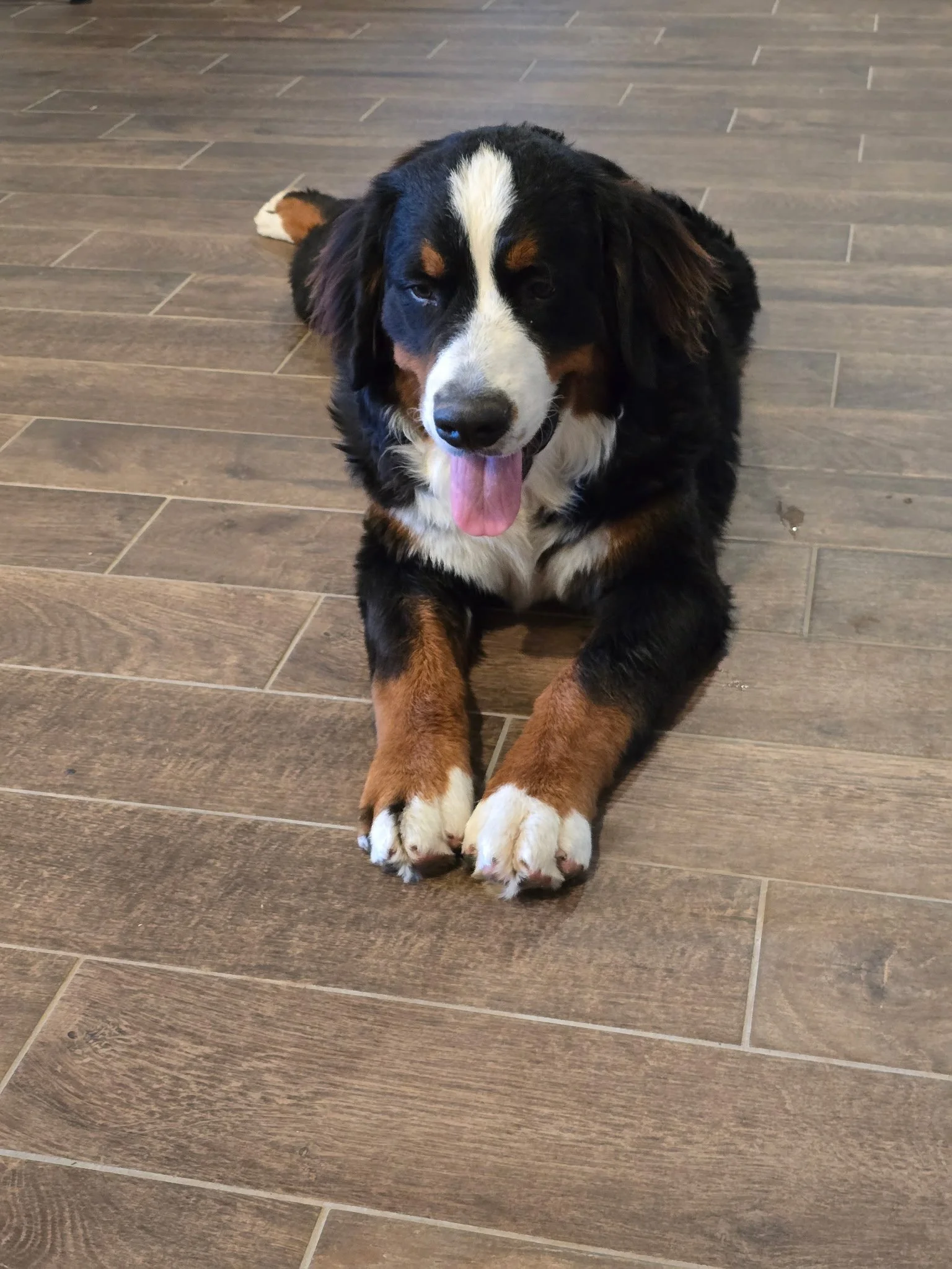 A cute Bernese Mountain Dog puppy lying down on a wooden floor with its tongue out, looking at the camera.