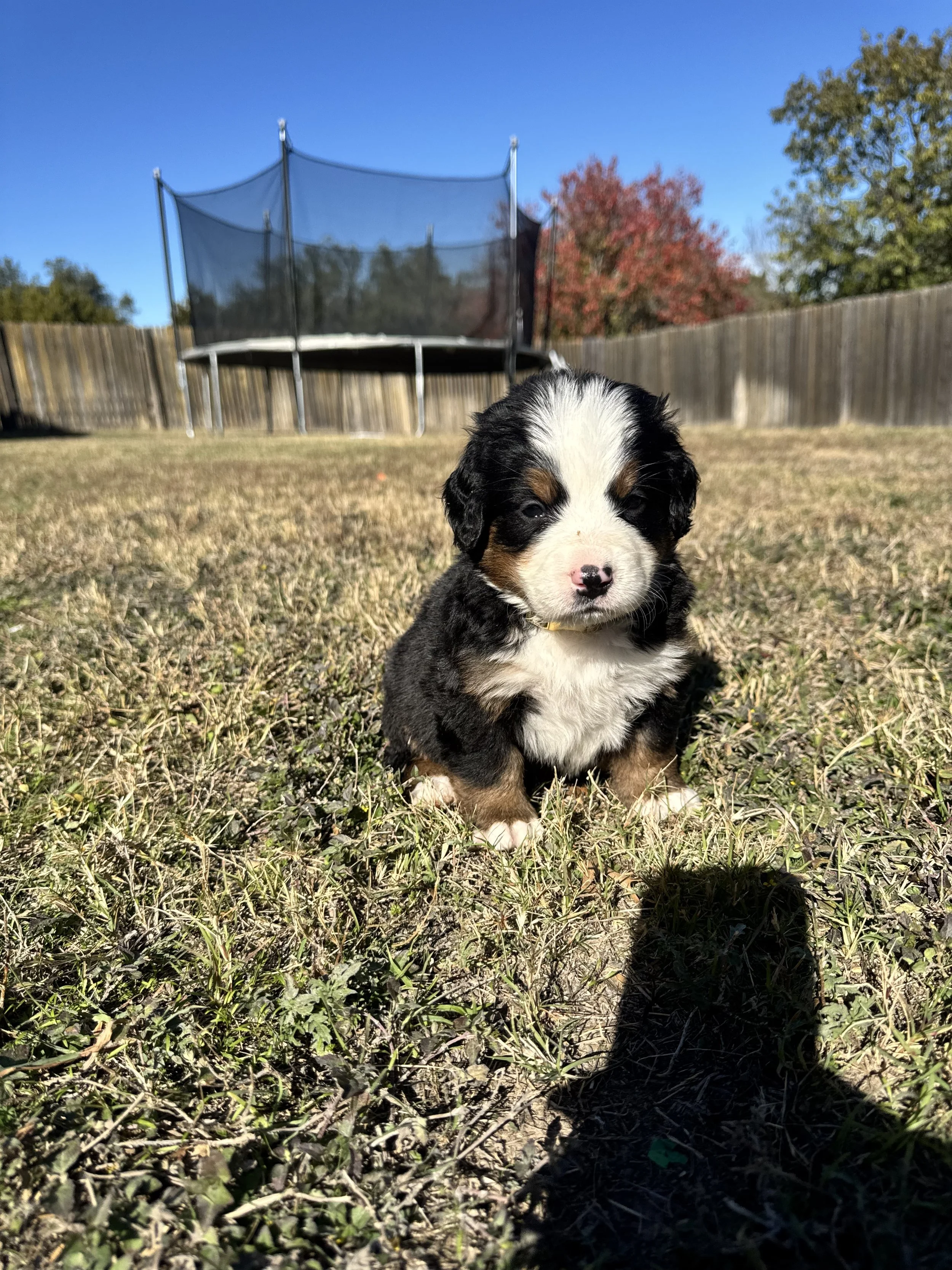 A cute, fluffy tricolor puppy (black, white, and brown) sitting on a grassy yard with a trampoline in the background and a clear blue sky.