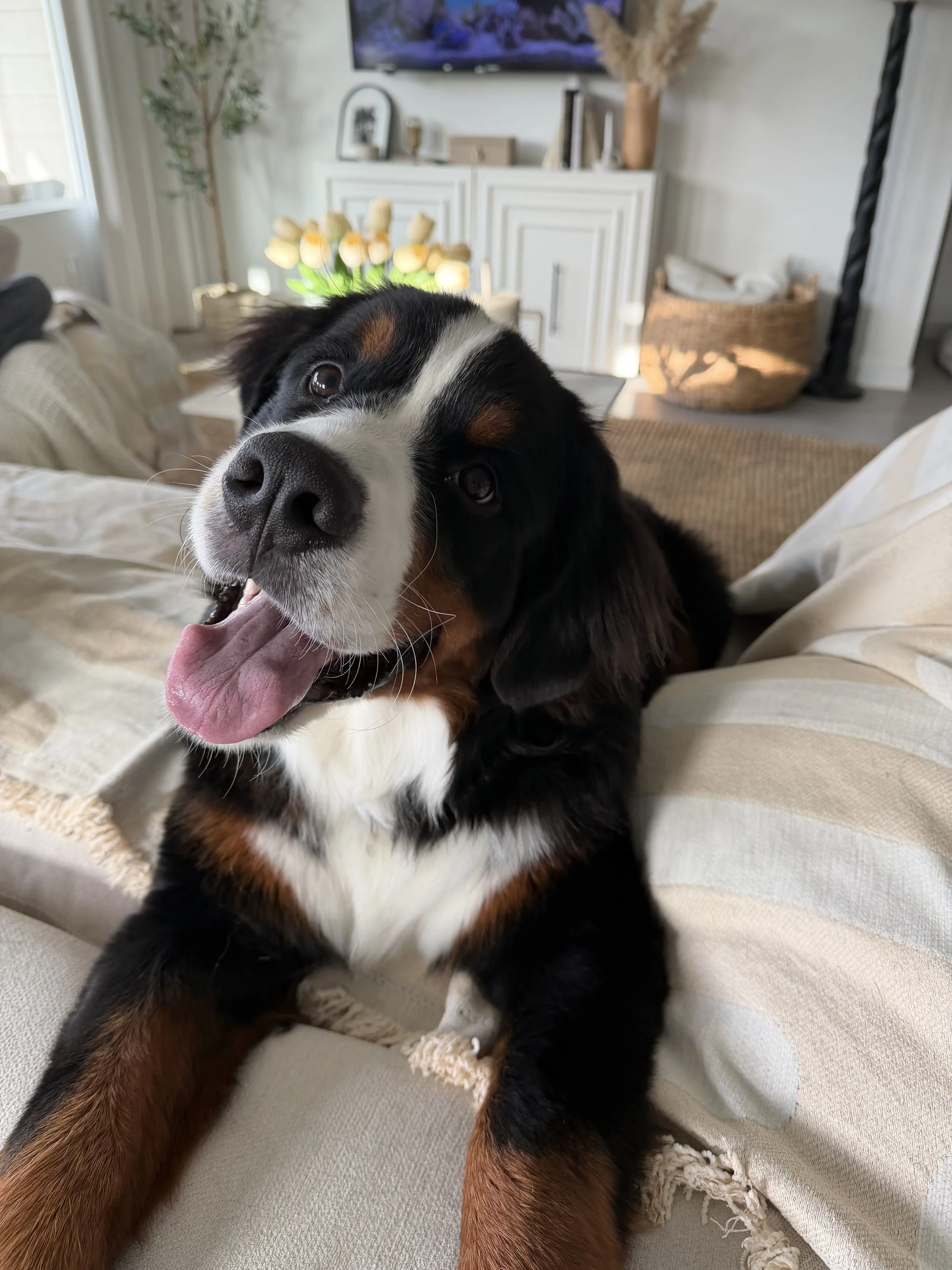 A happy Bernese Mountain Dog lying on a beige sofa with its mouth open and tongue out, inside a living room with a TV, a basket, and decorative items in the background.