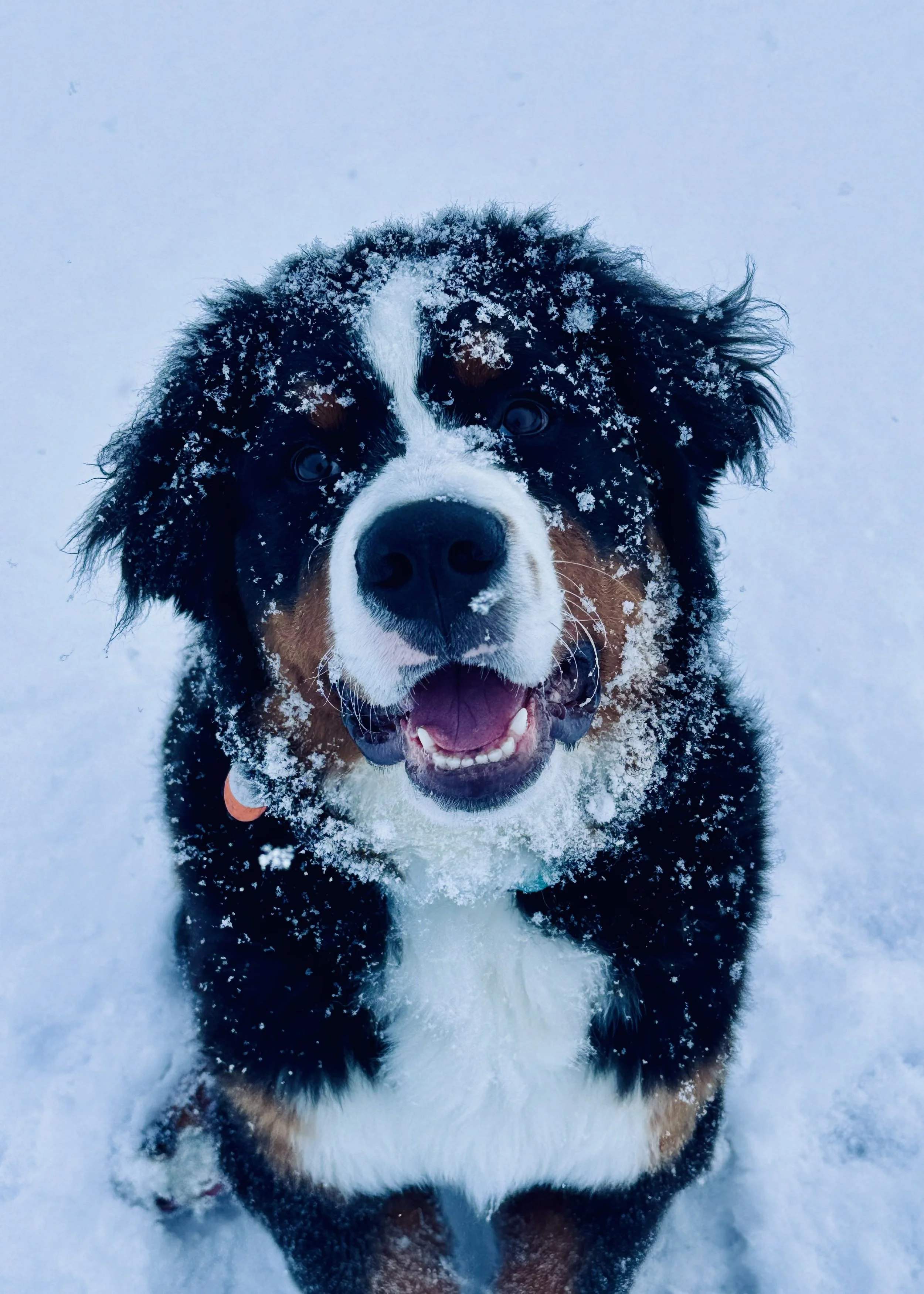 A Bernese Mountain Dog in the snow, looking up with snow on its face and fur. Its mouth is open, showing its tongue and teeth, with a happy expression.