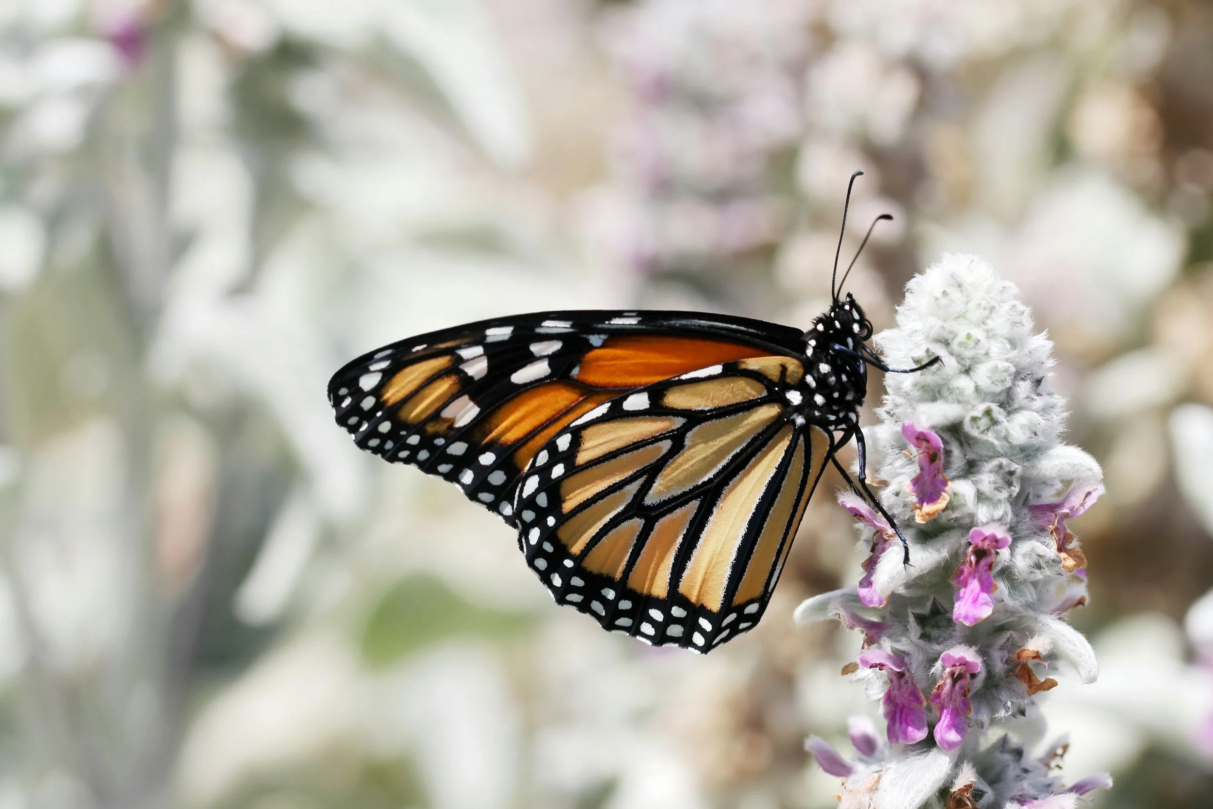 A Monarch butterfly perched on a cluster of white and purple flowers.