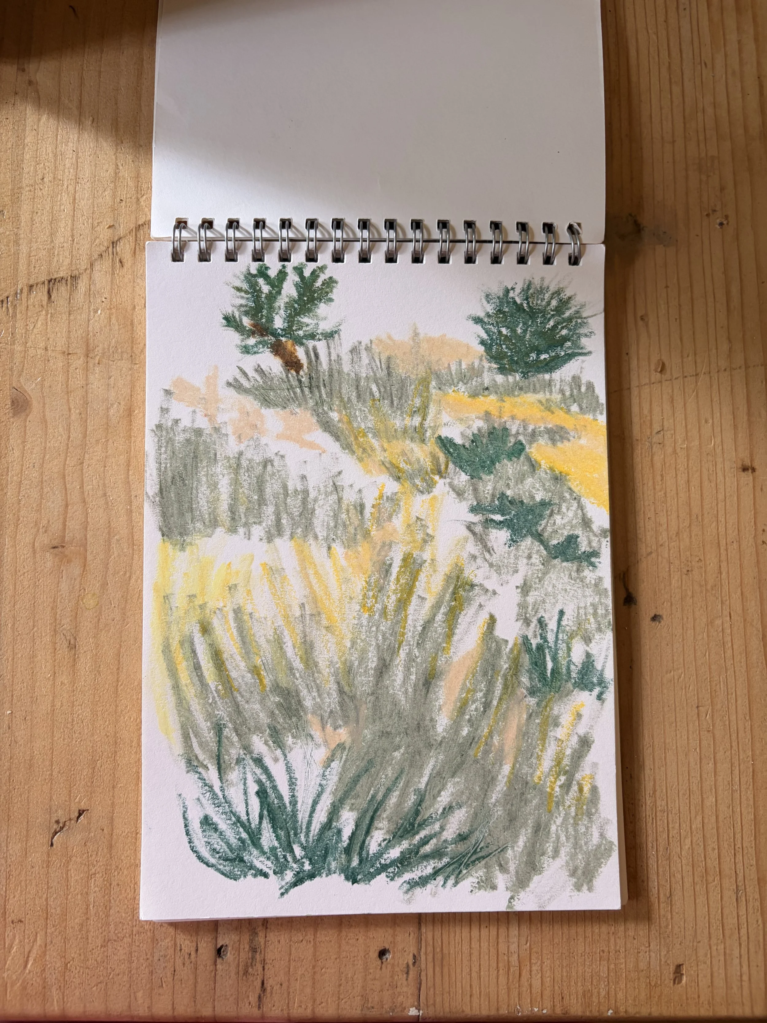 Sunrise over the wildflower grasses in the Surrey countryside, the barn kt9, oil pastels in my sketchbook