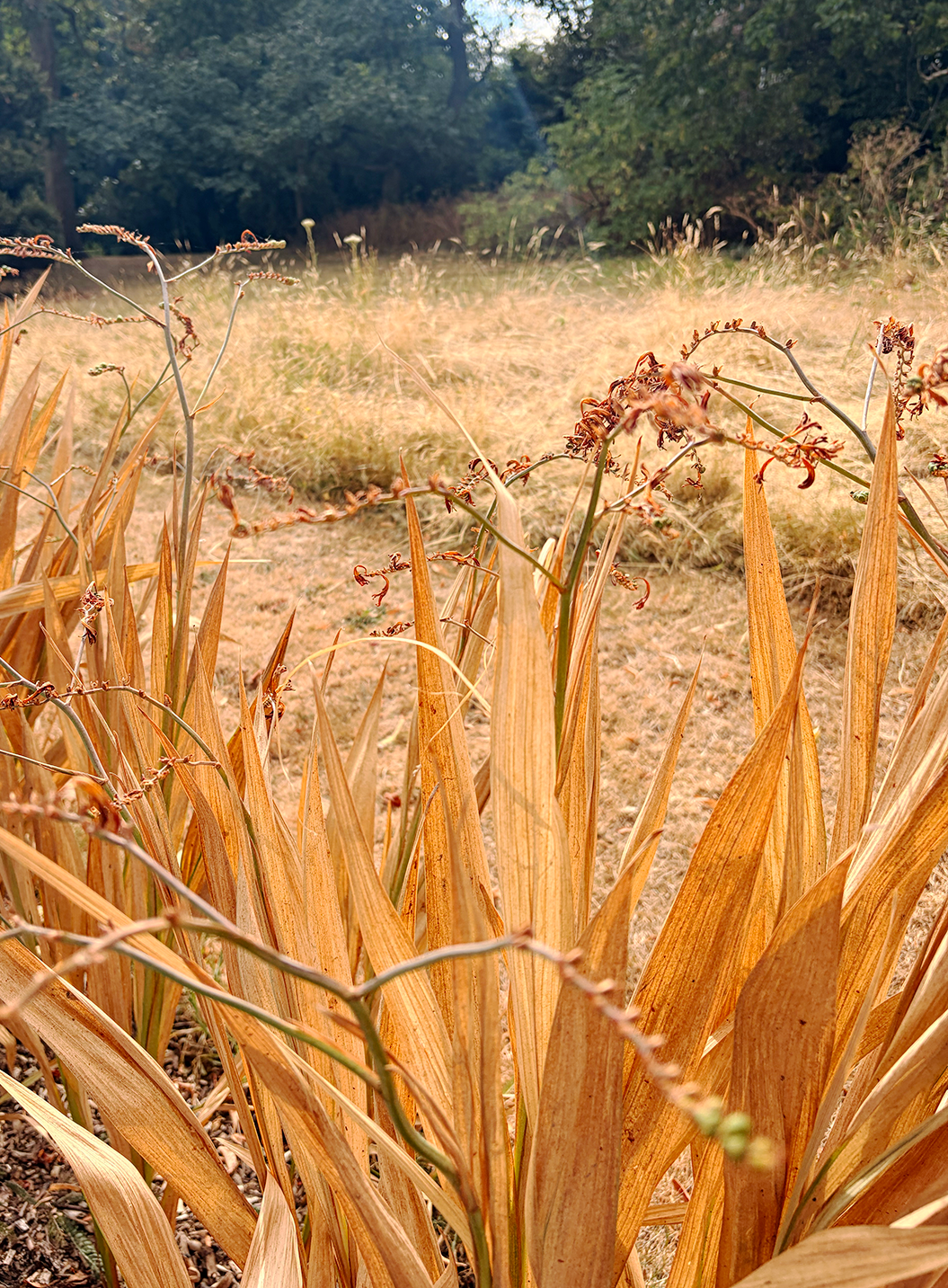 A photograph of scorched grasses in Springfield Park, Hackney, in Summer 2026