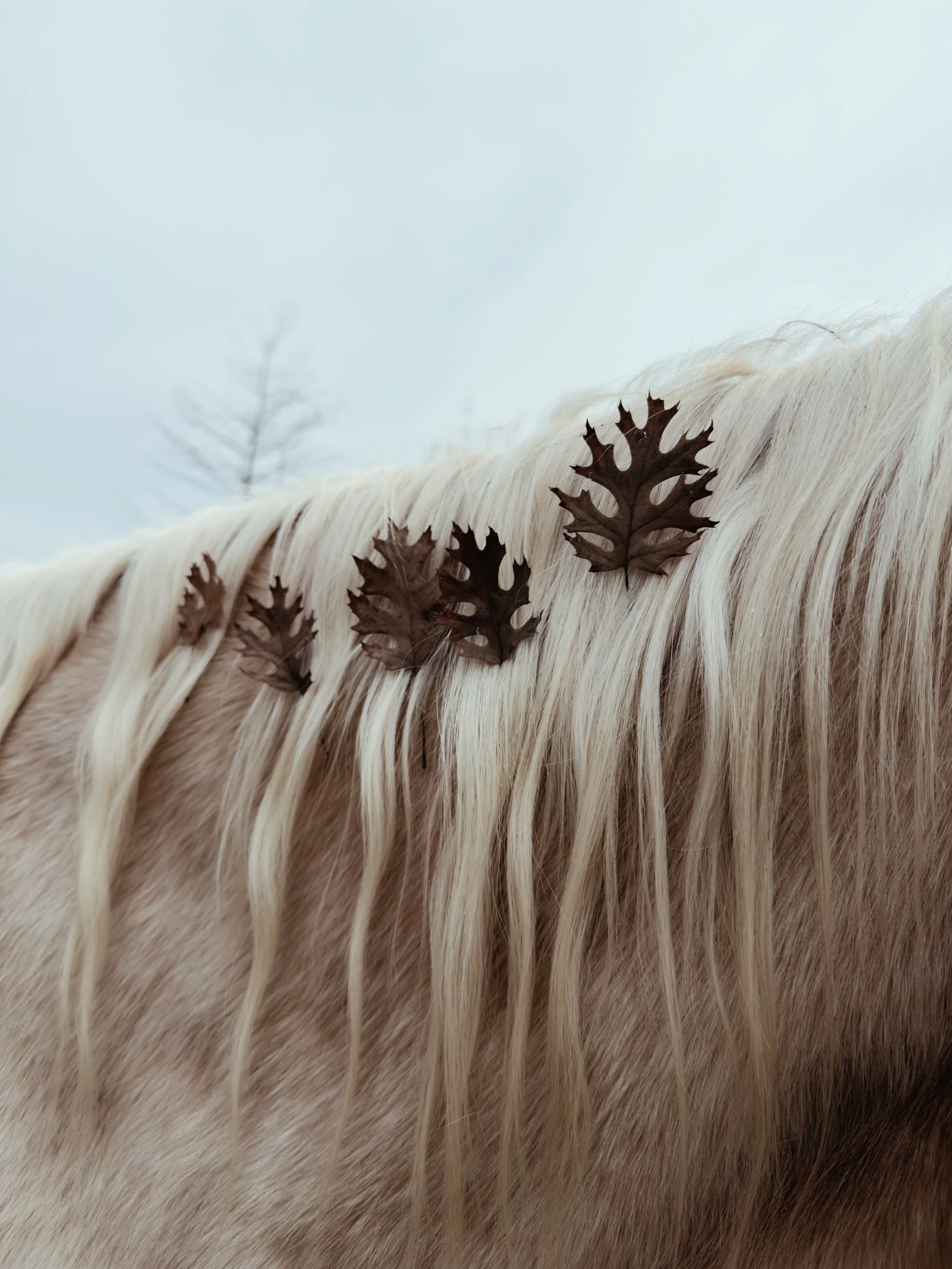 Rita von Lehe and palomino horse