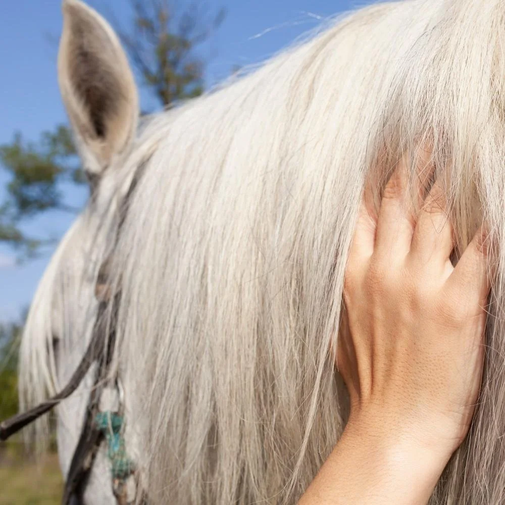 Close photo of a small hand stroking a beautiful white horse mane
