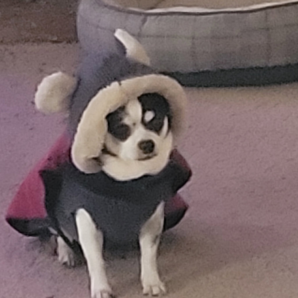 Black and white chihuahua in a devil costume