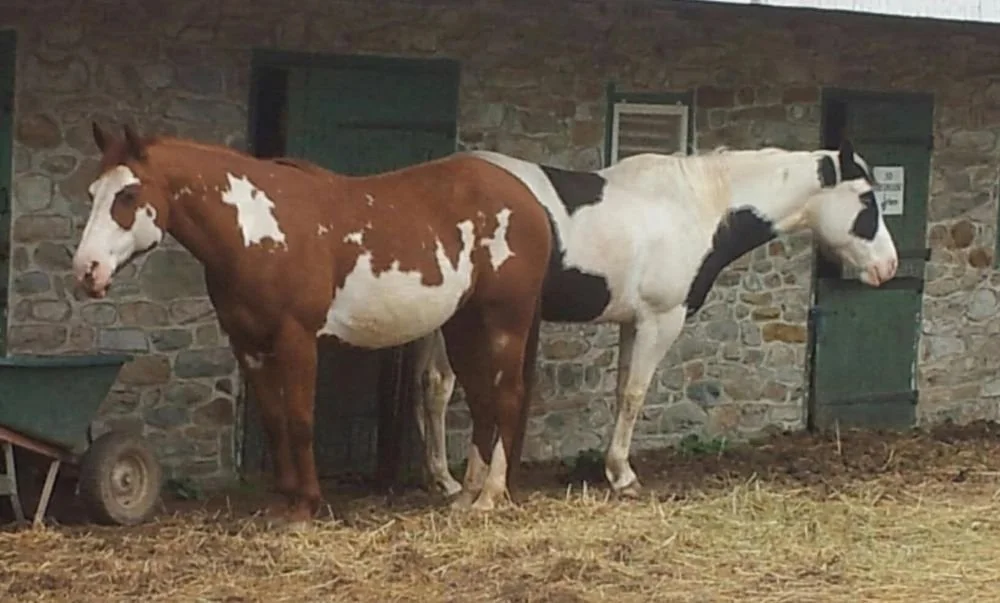 Two pinto horses standing by a stone barn with their rumps touching