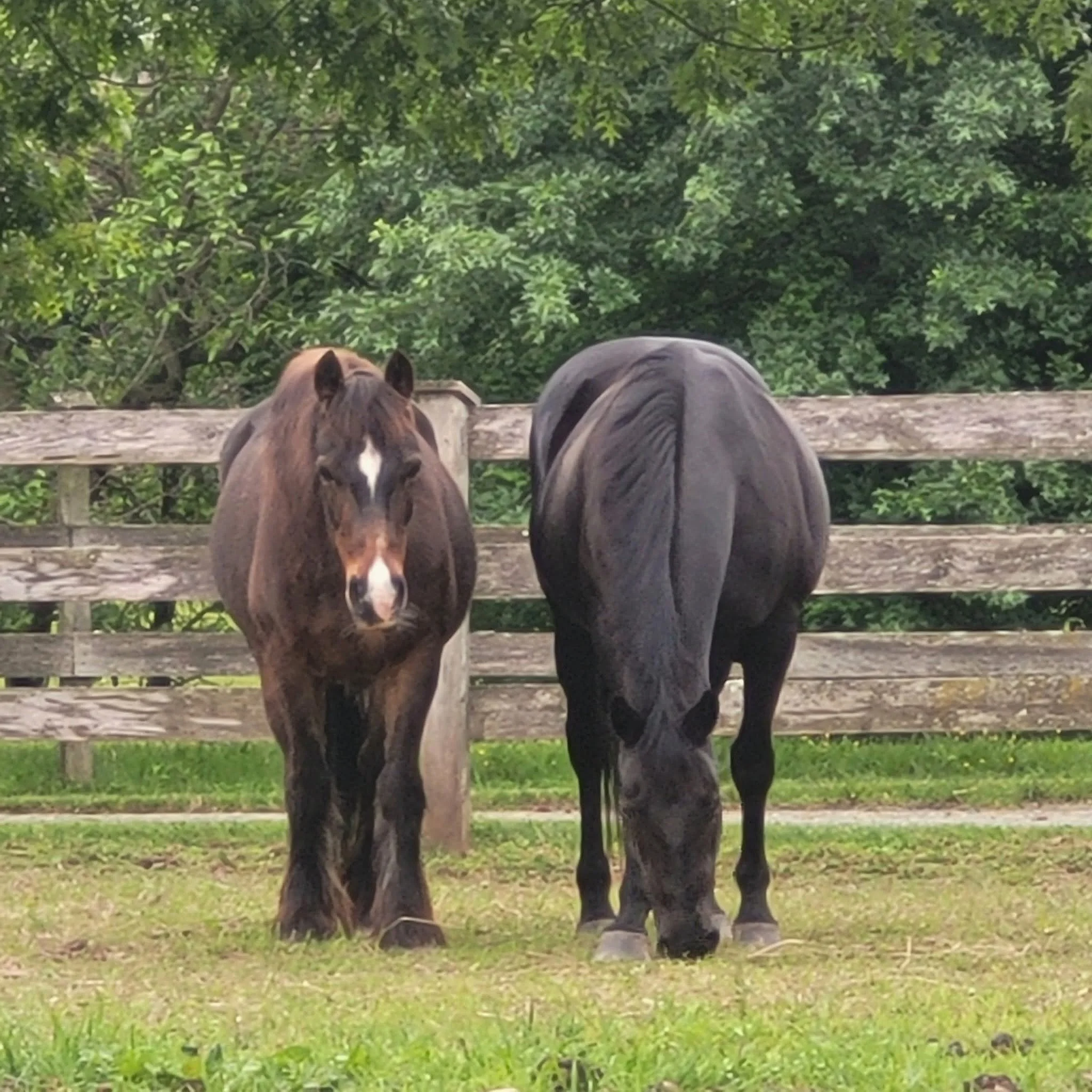 Two black horses standing side by side in a green meadow with wood fence