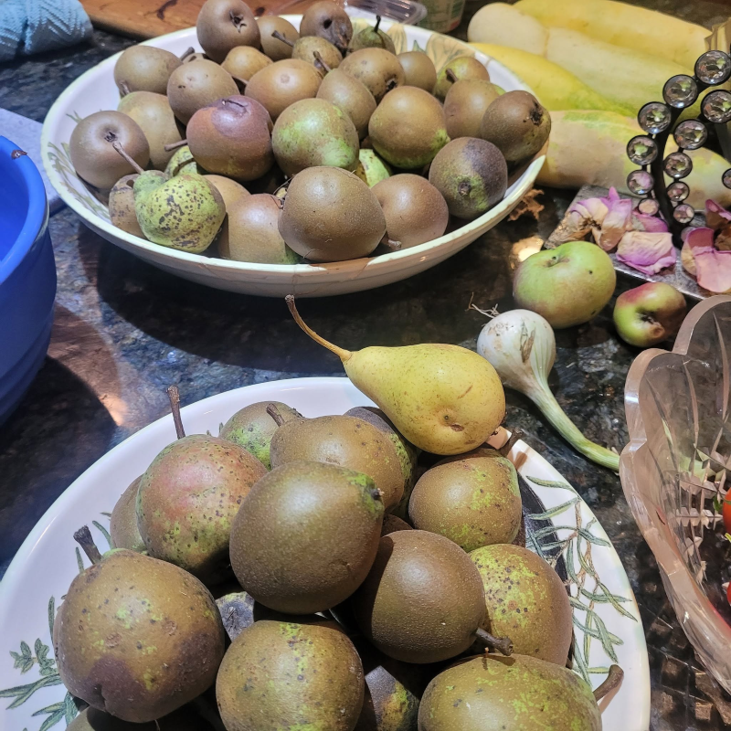 A bowl of freshly picked pears