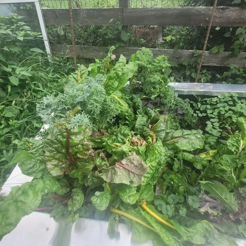 Greesn from our sustainable gardening workshop