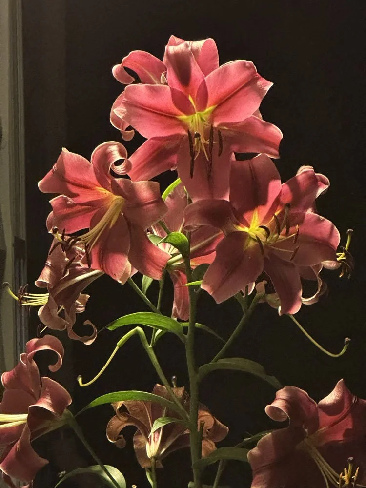 Tree Lily at Night Floodlit Fine Art Print | Jodi Carlson
