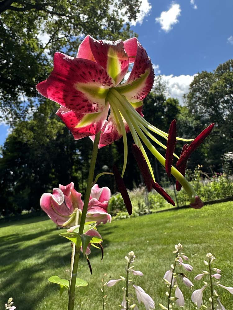 Black Beauty Lily Fine Art Print | Jodi Carlson