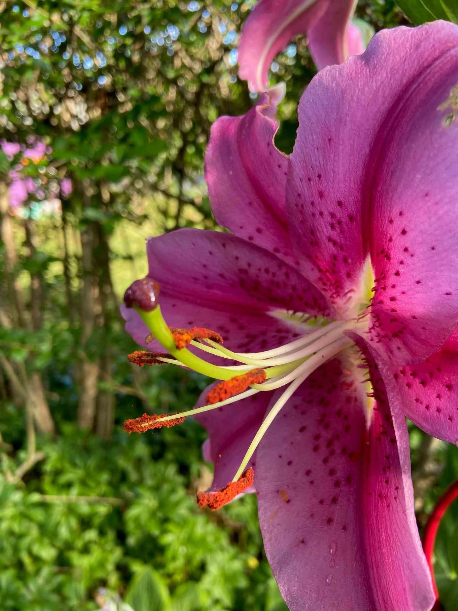 Magenta Oriental Lily Close-Up Fine Art Print | Jodi Carlson