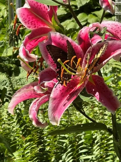 Stargazer Lily & Swallowtails Fine Art Print | Jodi Carlson