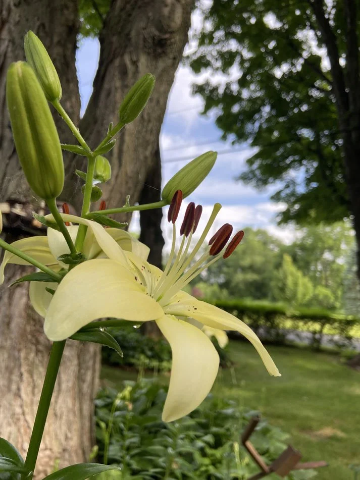 Asiatic Lily 'Sweet Surrender' — Fine Art Print