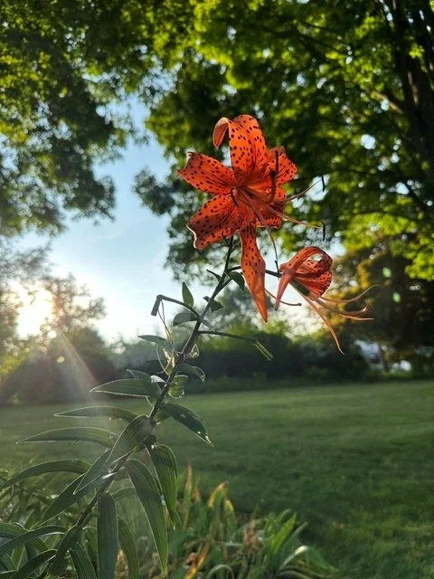 Tiger Lily at Golden Hour--Fine Art Print