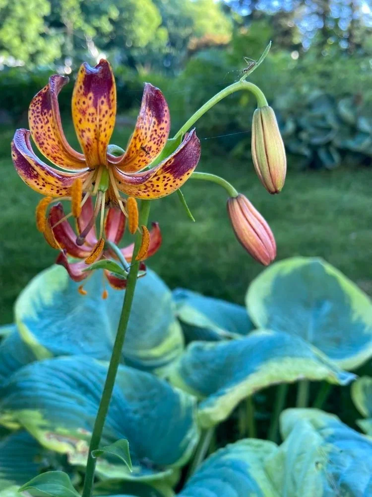 jodi-carlson-photography-Arabian-Night-martagon-Lily1.jpg