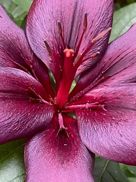 Plum Velvet Asiatic Lily Fine Art Print | Jodi Carlson