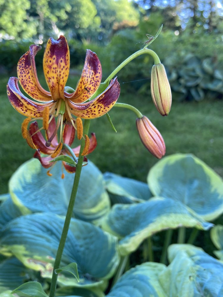 Arabian Night Martagon Lily--Fine Art Print