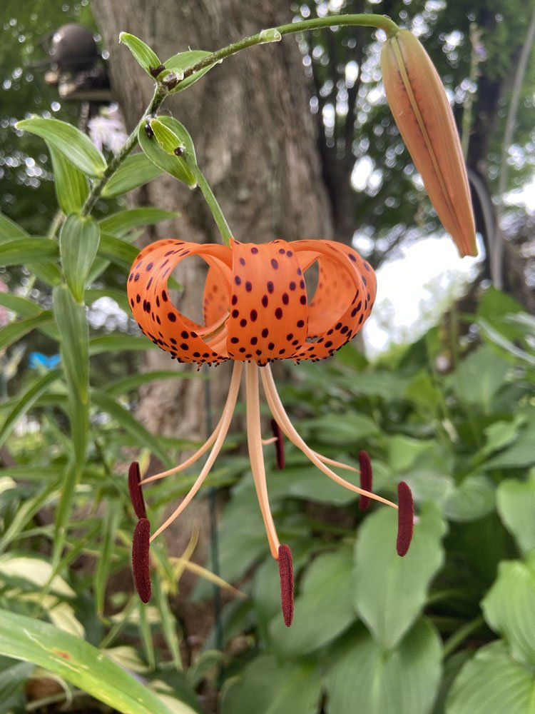 Orange Tiger Lily — Fine Art Print