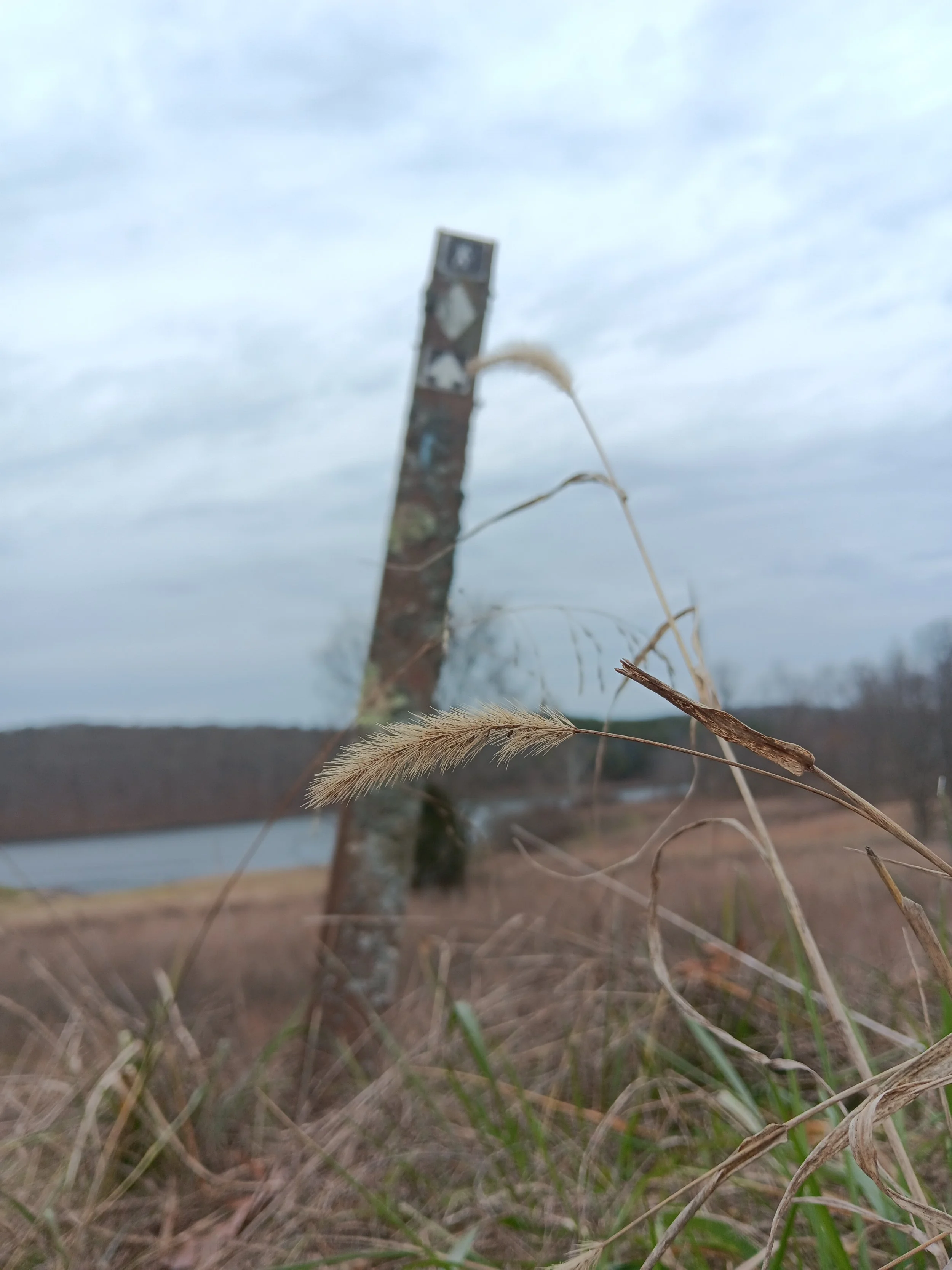 Close-up of dried grass and a tree trunk in the foreground with a cloudy sky in the background.
