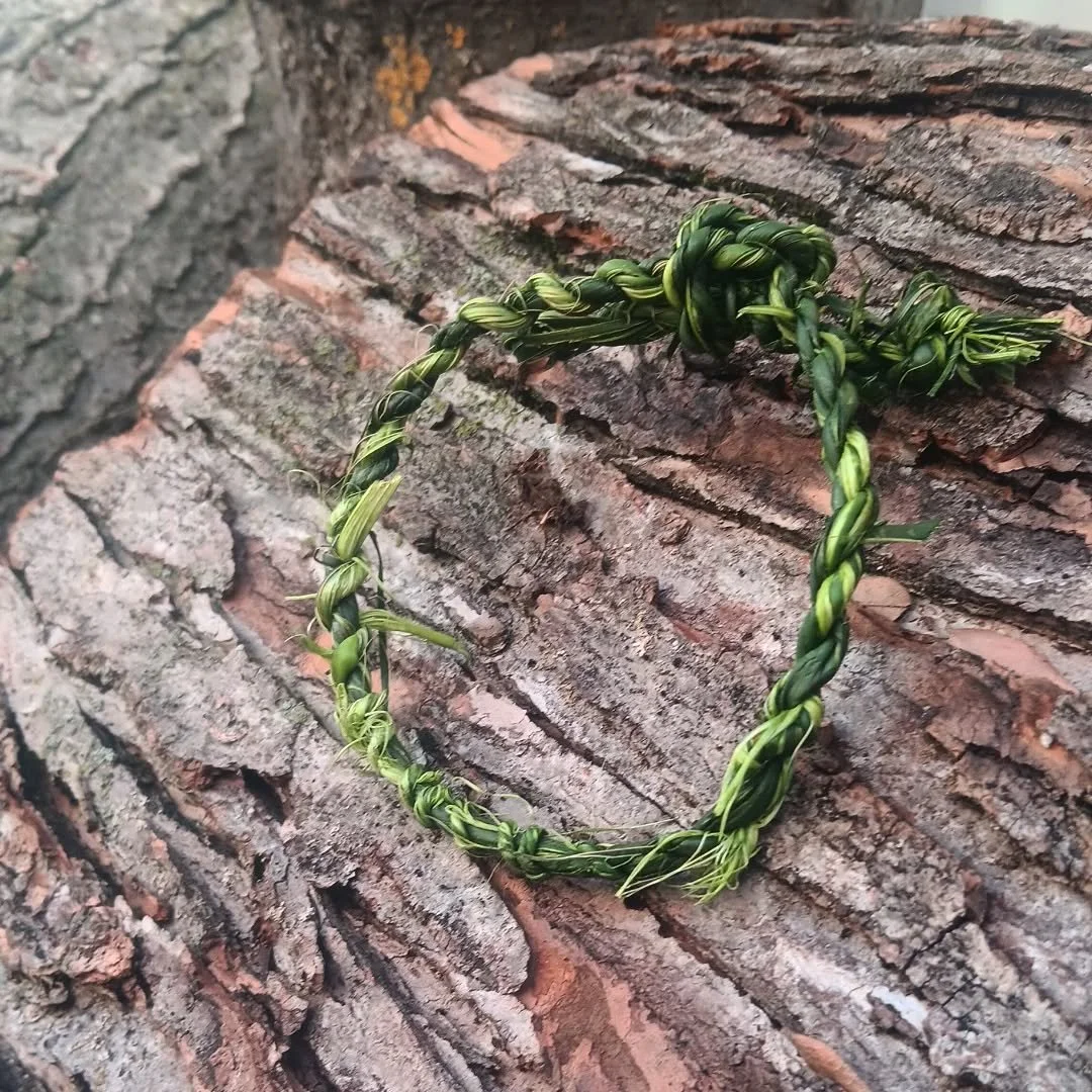 A green braided plant crown resting on a rough tree bark surface.