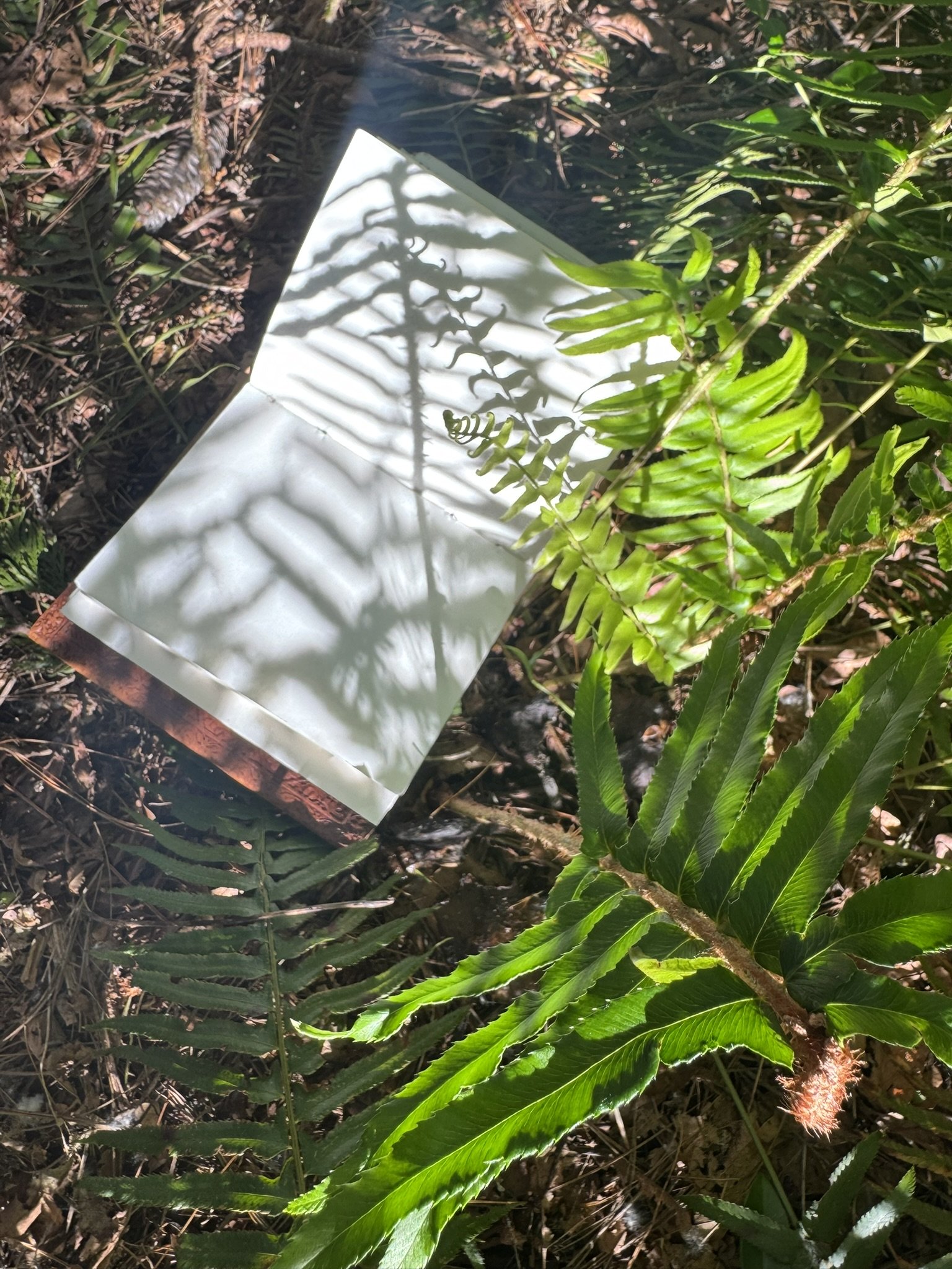 A mirror mirror reflects the shadow of tree branches and leaves on a white surface, surrounded by green ferns and plants on a forest floor.