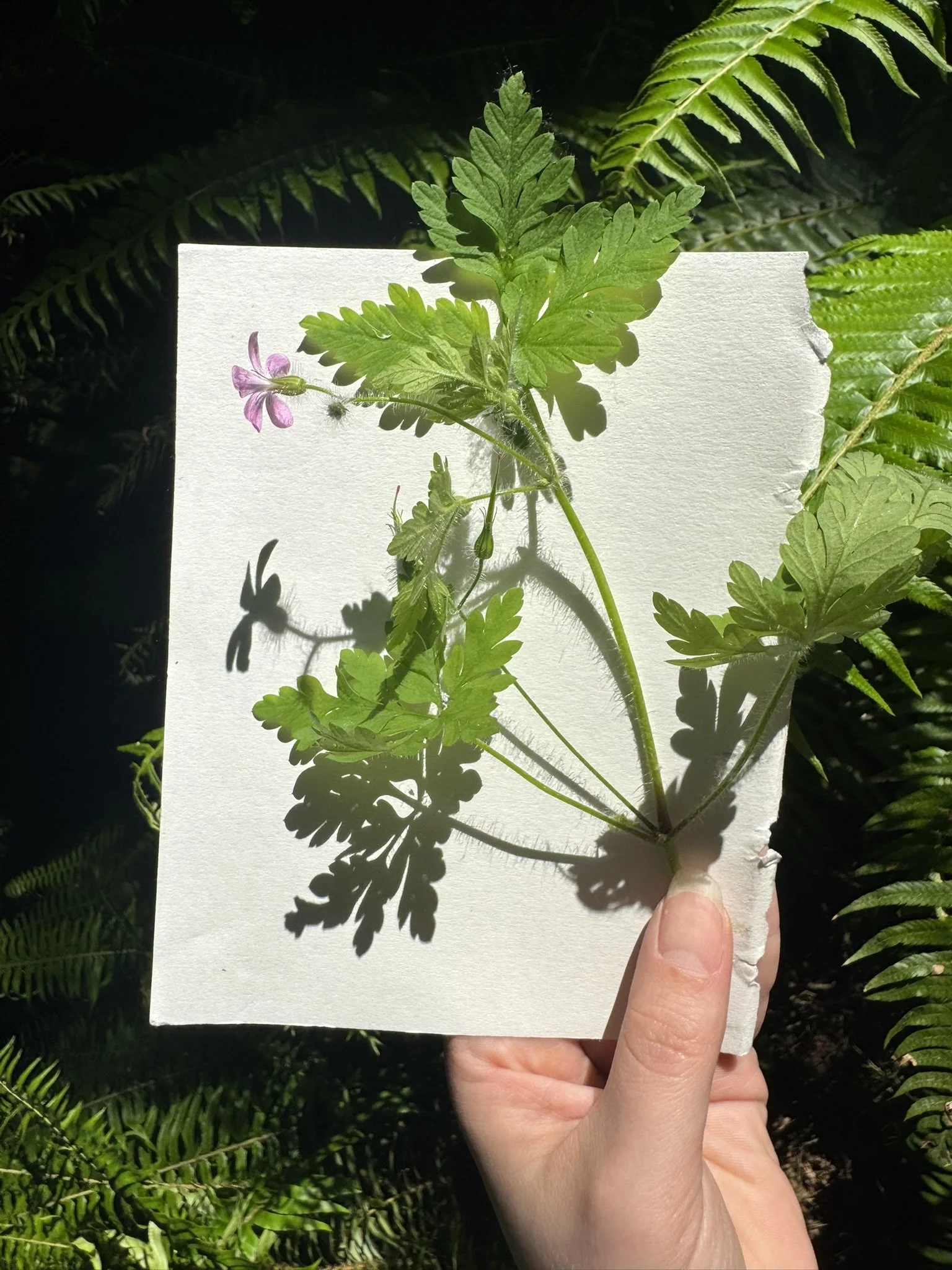 Person holding a white piece of paper with a pressed green fern and pink flower on it, casting shadows of the fern's leaves on the paper, with green fern leaves in the background.