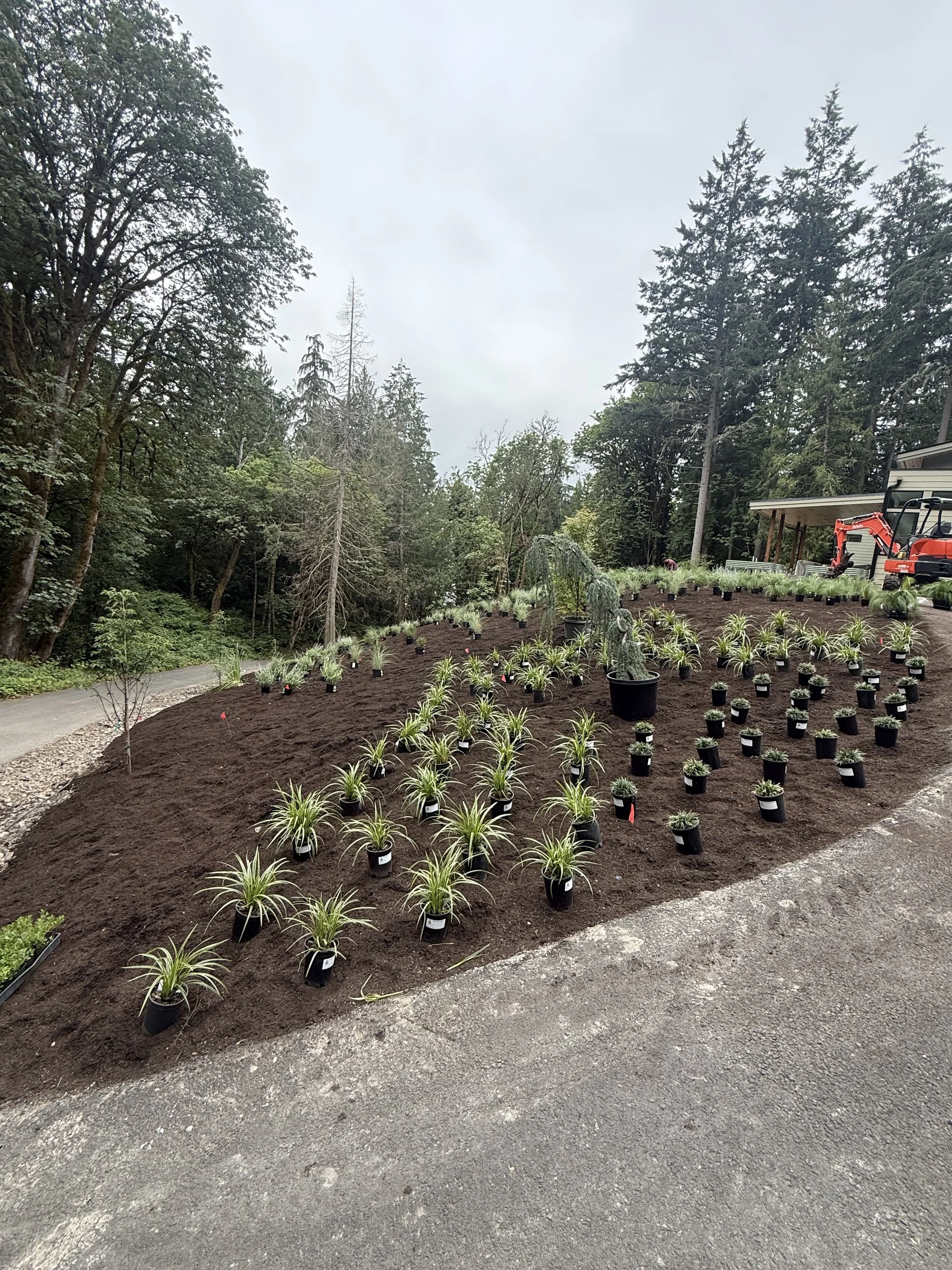 A landscaped yard with young plants in black pots arranged in rows on dark soil, next to a gravel path, with trees in the background and a house with a small red excavator on the right.