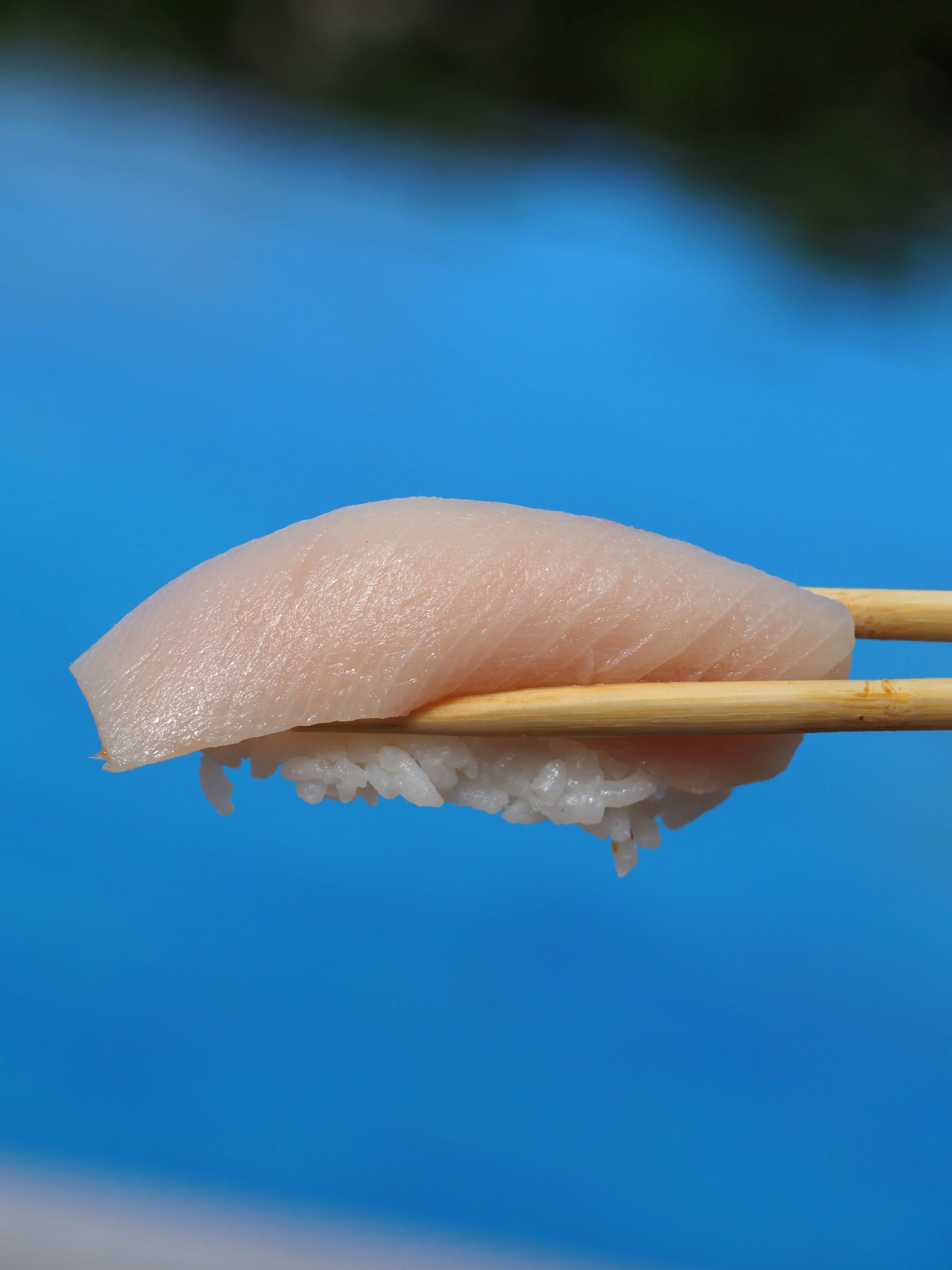 Close-up of a piece of raw white fish held by chopsticks against a blurred blue background.