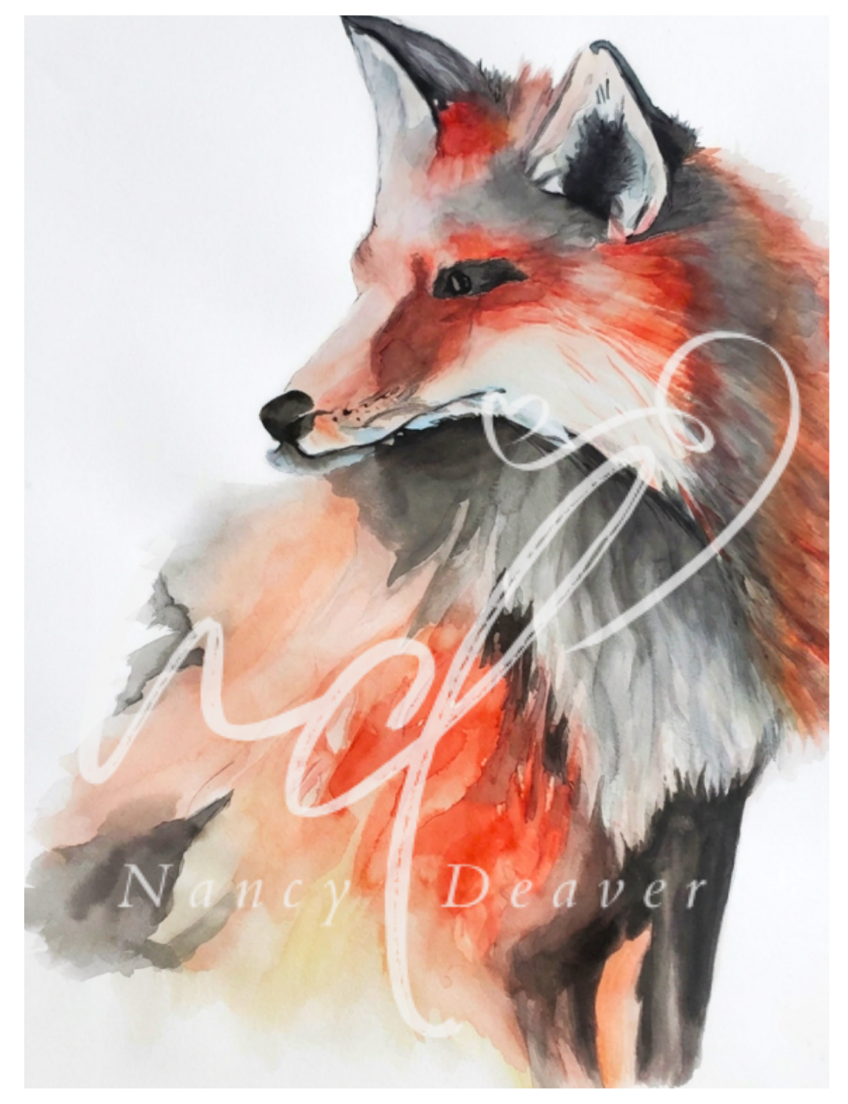 Red Fox