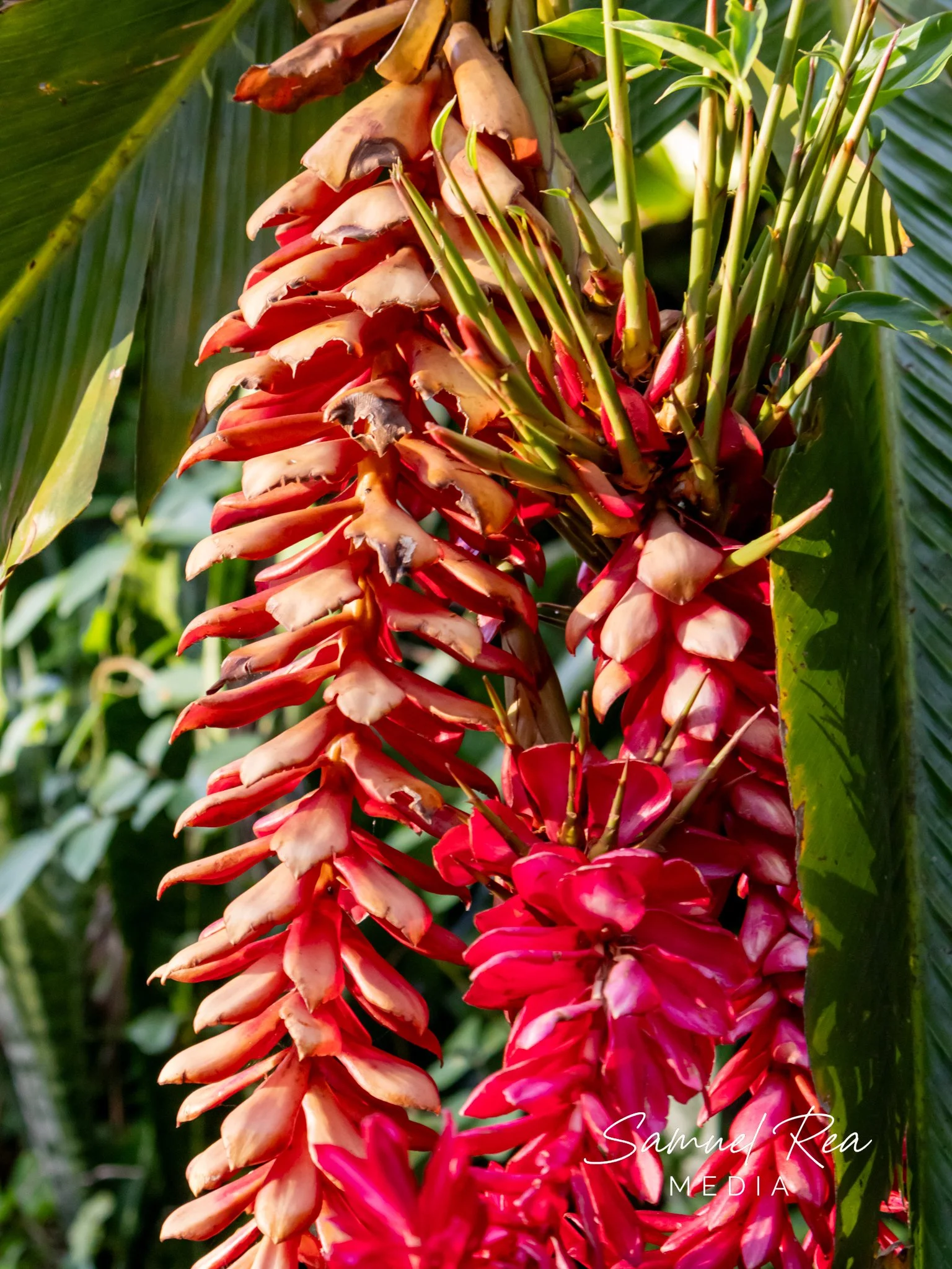 Close-up of vibrant red and orange tropical flowers hanging from a plant, surrounded by green leaves.