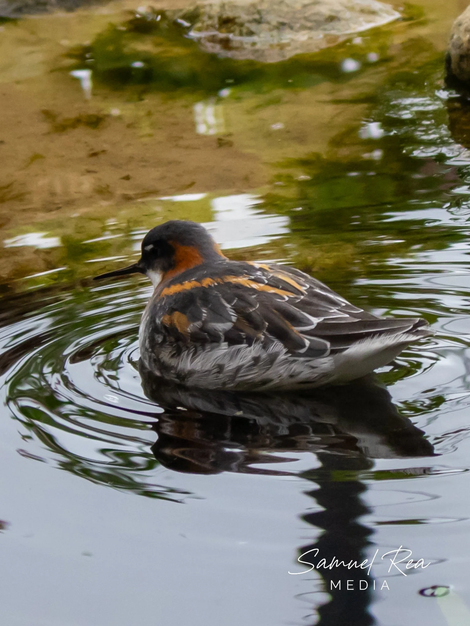 A bird floating on water with rocks and green reflections in the background.