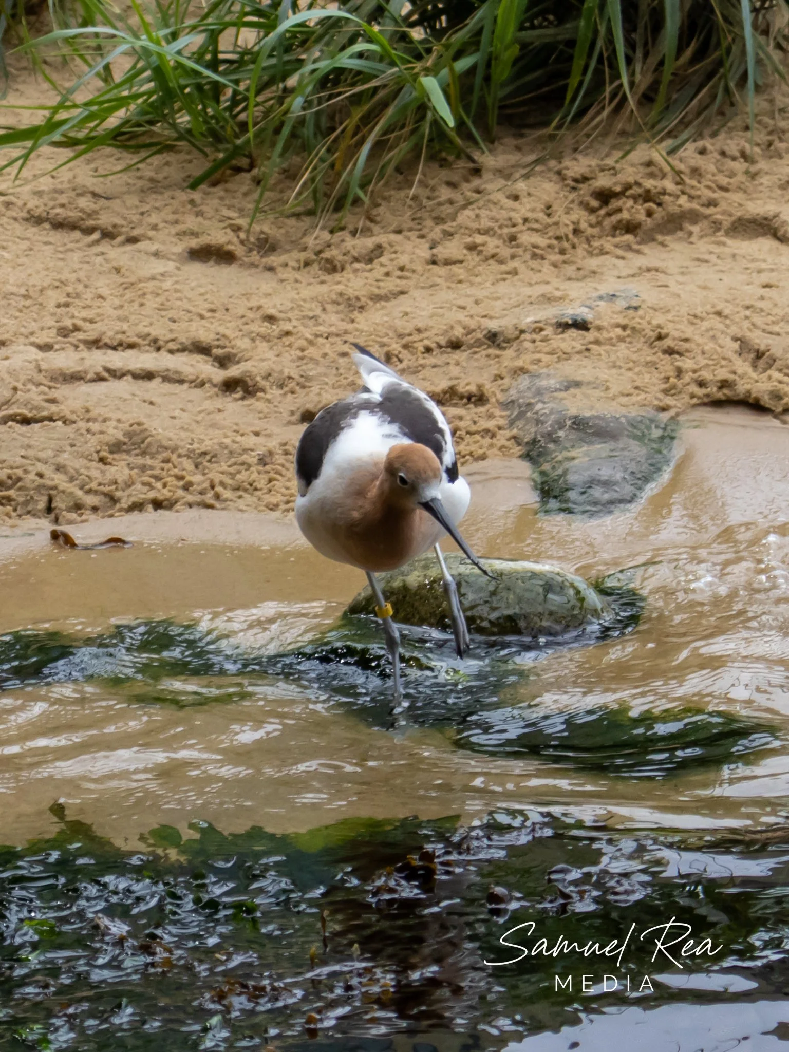 A brown and white bird standing at the edge of a shallow water body with rocks and green plants in the background.