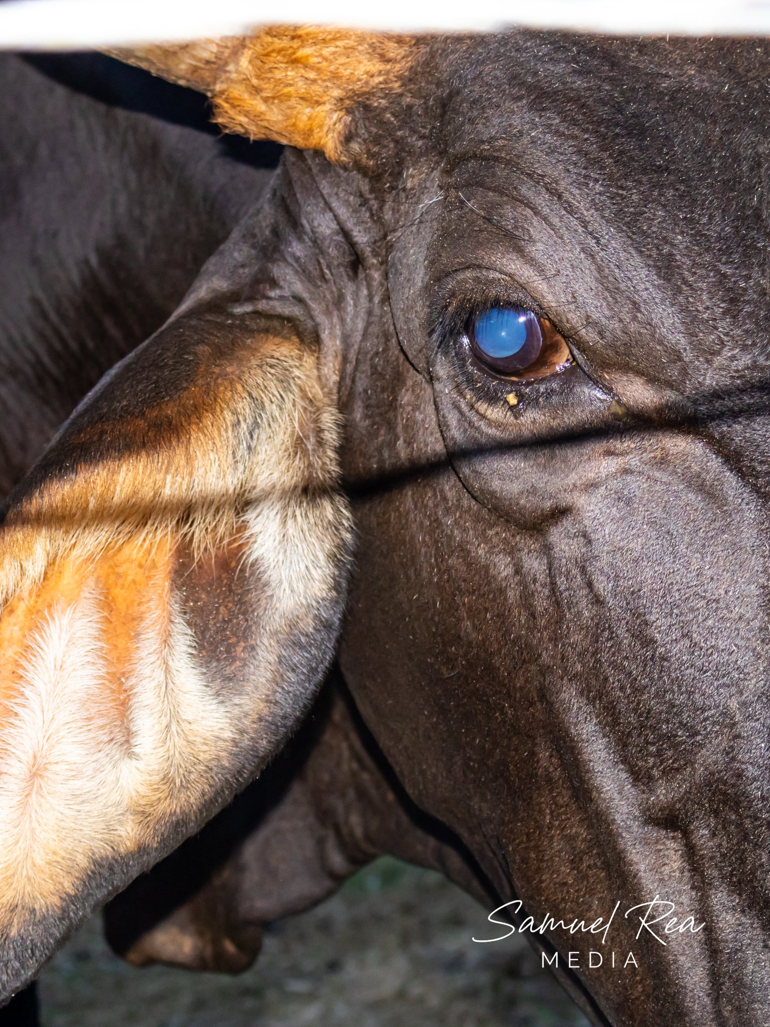 Close-up of a cow's head showing its dark eye, brown and black fur, and part of the snout with nose and nostril visible.
