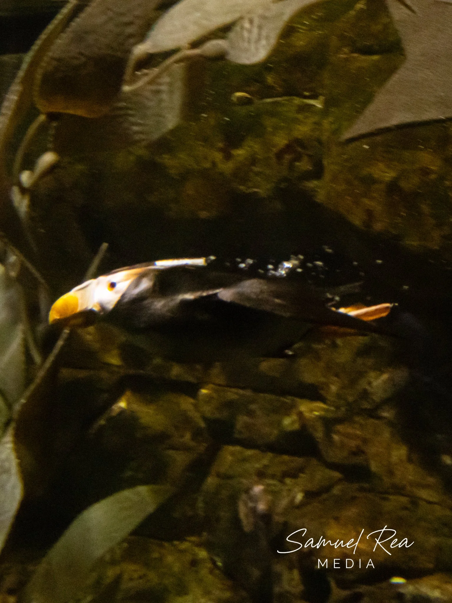 Close-up of a grouper fish in an aquarium, with a yellow and black striped fish visible at the bottom.