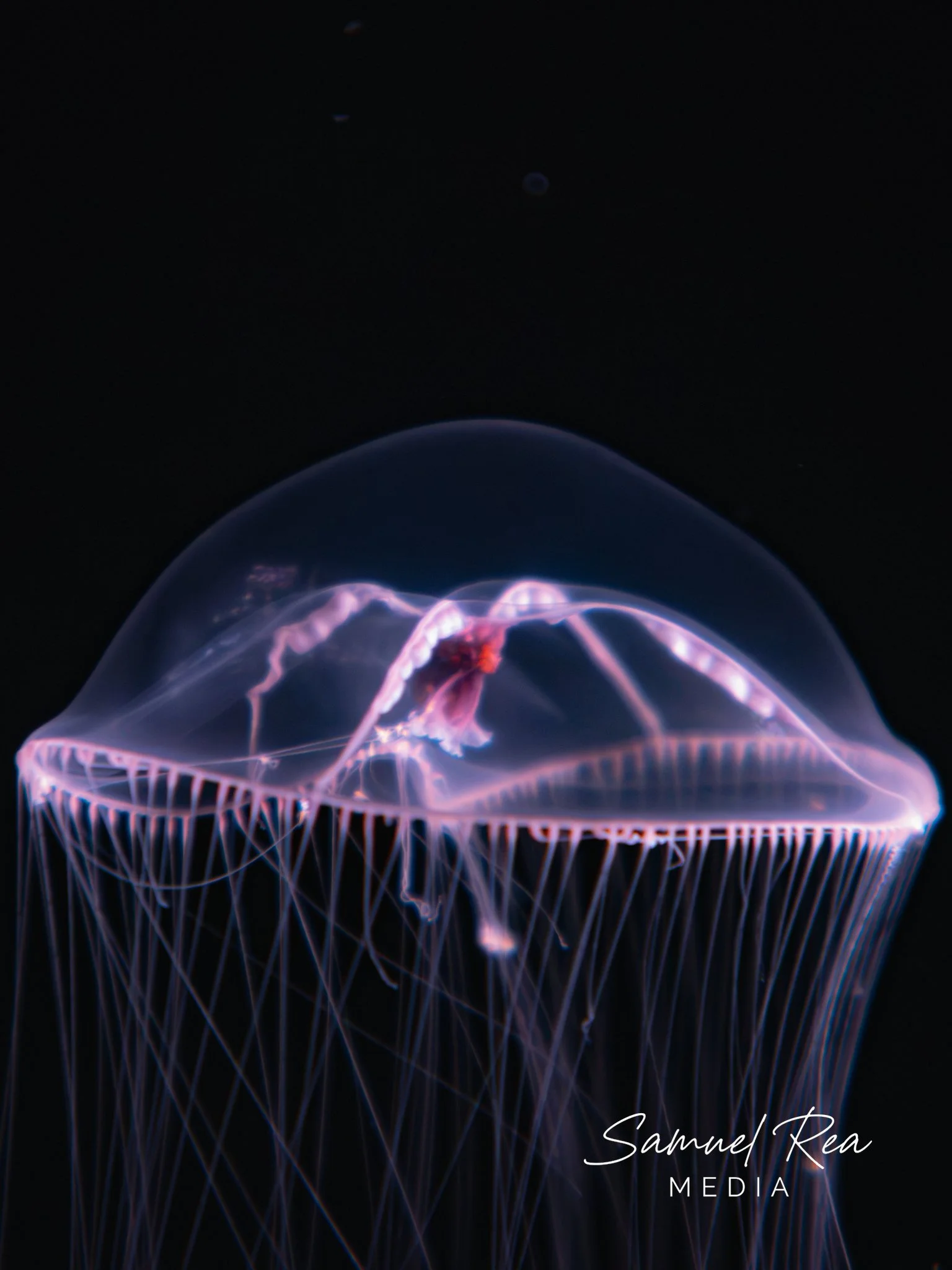 A jellyfish with glowing purple and pink tentacles floating in dark water. The image includes a signature at the bottom right reading "Samuel Rea Media."