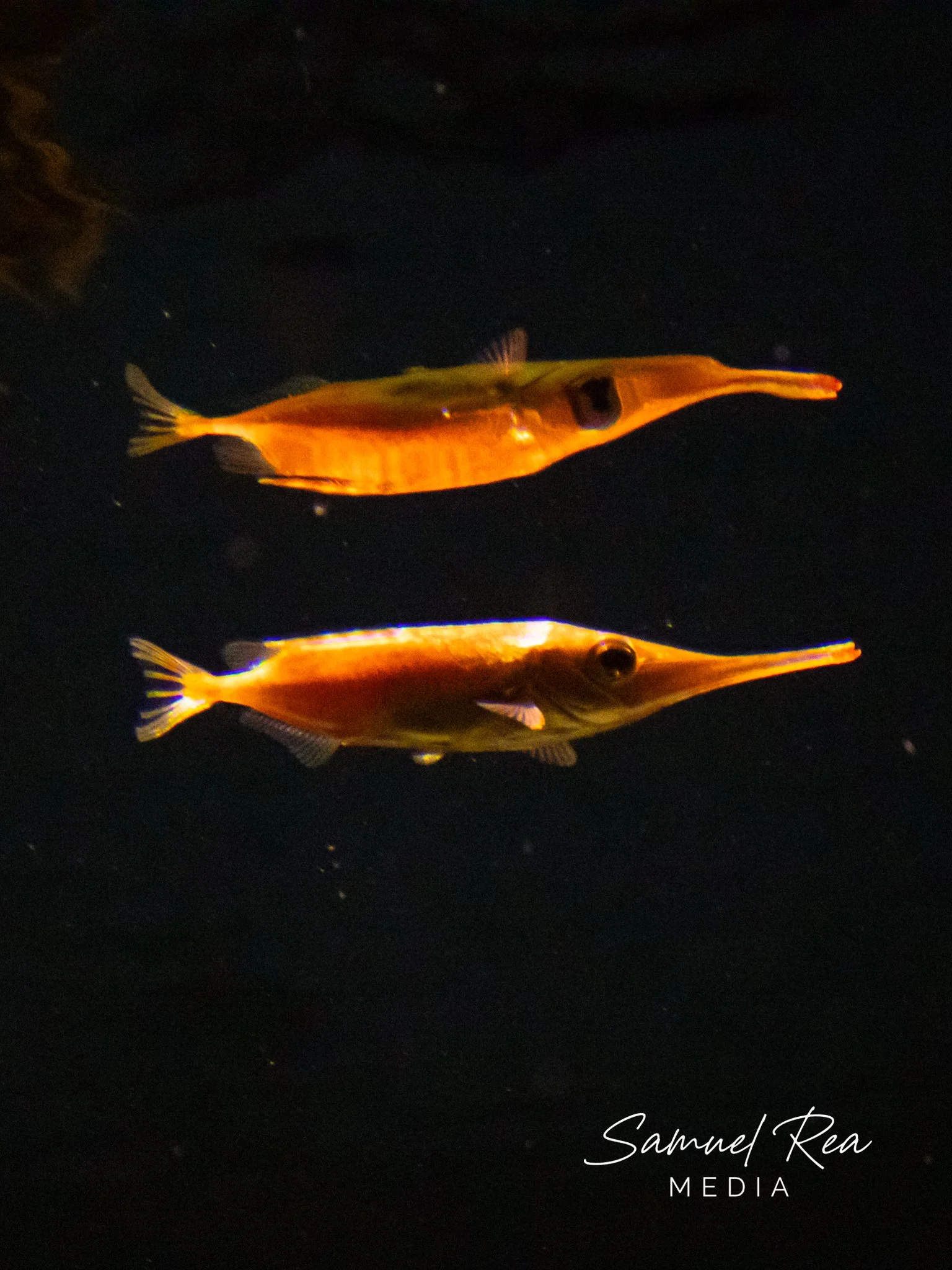 A small orange fish with a long snout and sharp teeth swimming in dark water. The image includes a signature of Samuel Rea and the word 'MEDIA' at the bottom right corner.