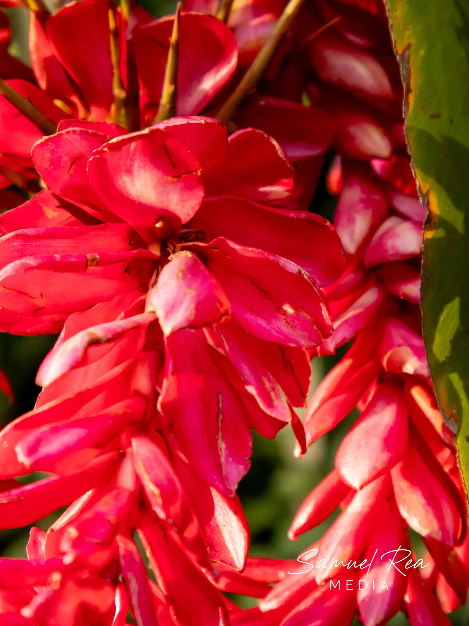 Close-up of vibrant red tropical flowers with green leaves in the background.