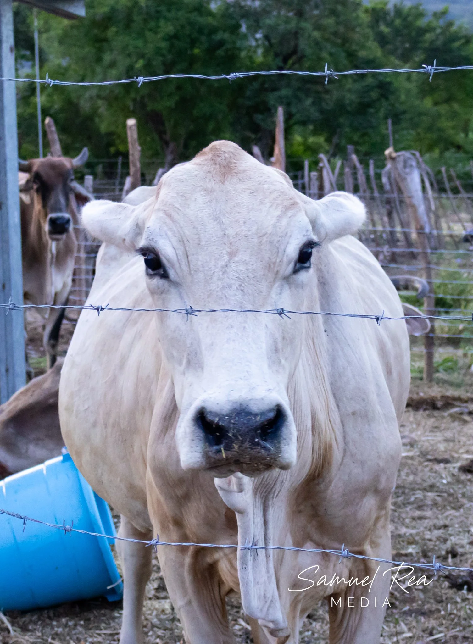 Close-up of a cow with a white coat standing behind a barbed wire fence, with trees in the background and a blue plastic container visible on the left side.