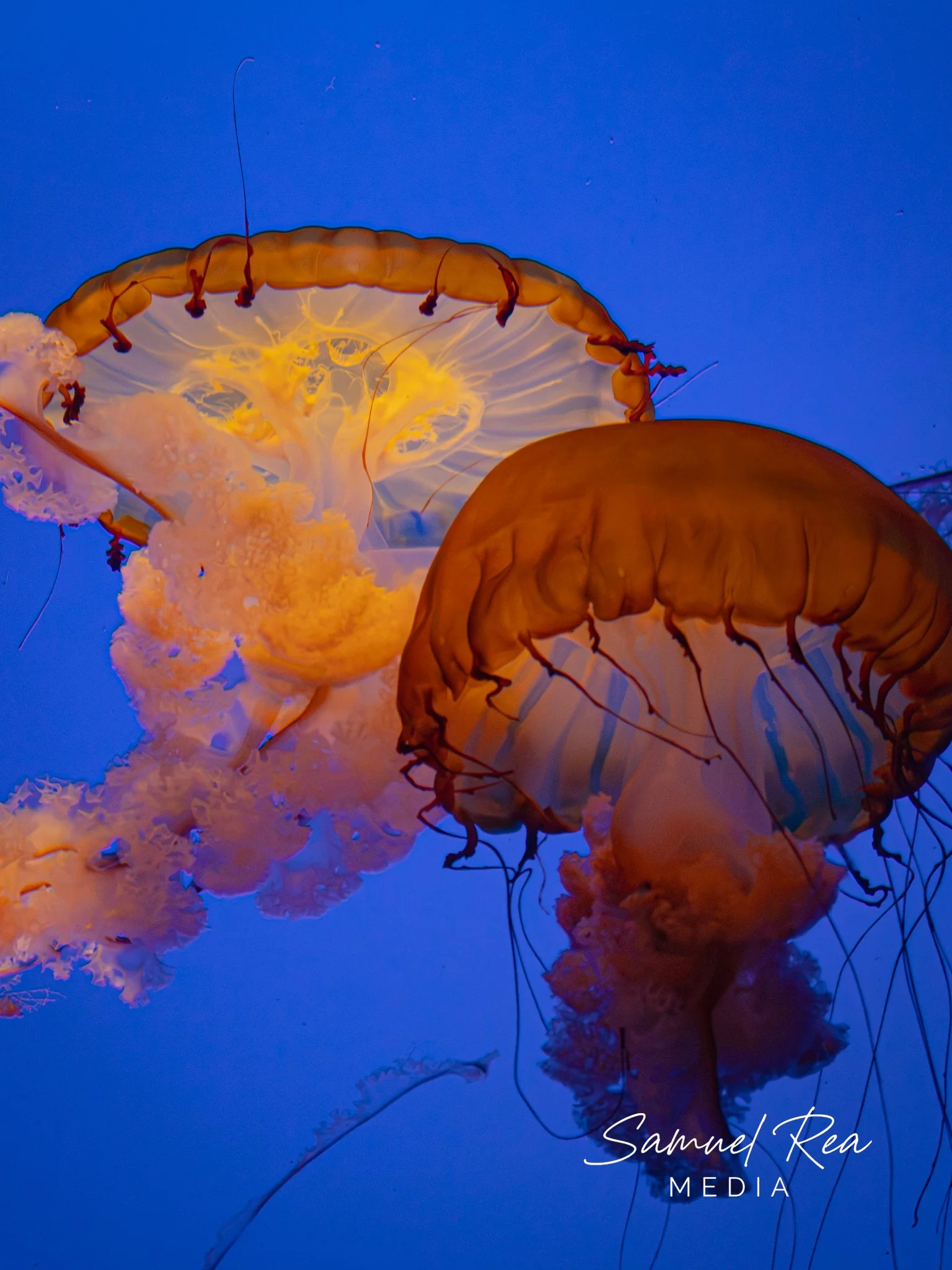 Group of orange jellyfish floating in blue water, with the text "Samuel Rea MEDIA" on the lower right corner.